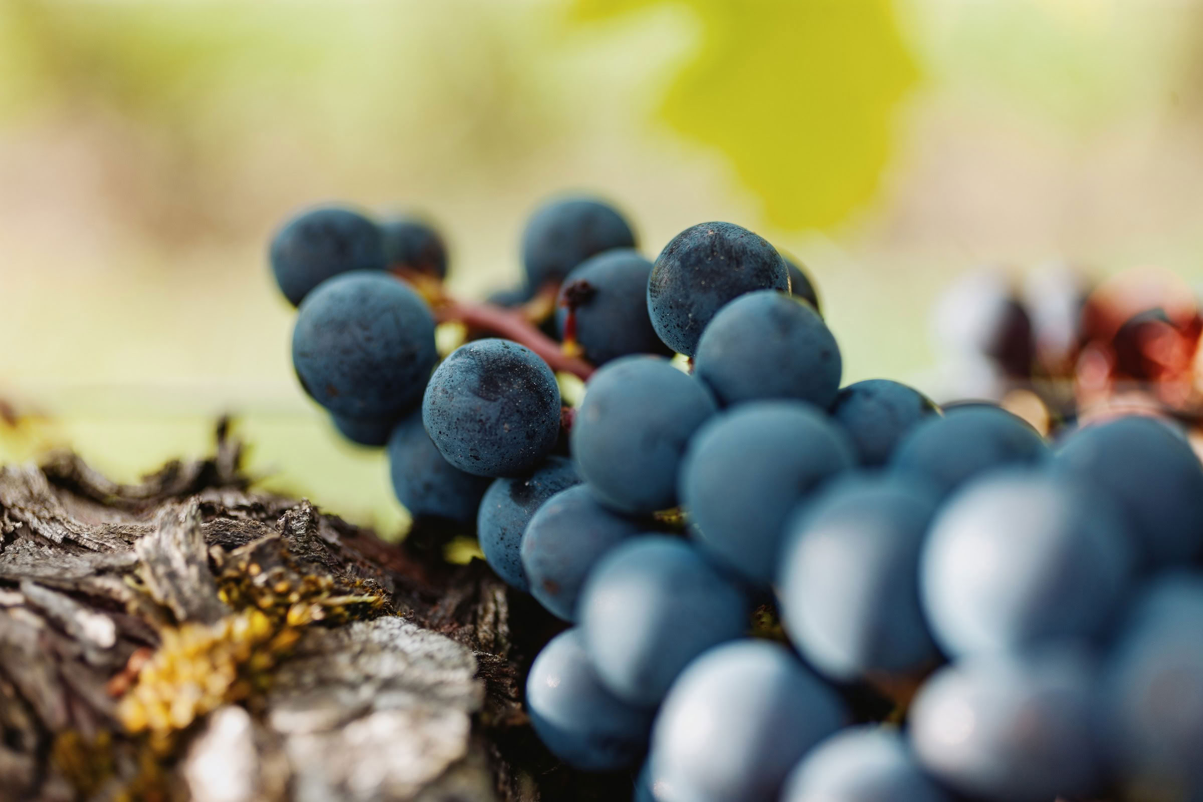 Wine estate photography: Chateau Grand-Mayne - Saint-Emilion - Bordeaux. Château Grand Mayne, a prominent estate in the heart of Saint-Émilion. Dating back to the 15th… - Image 6