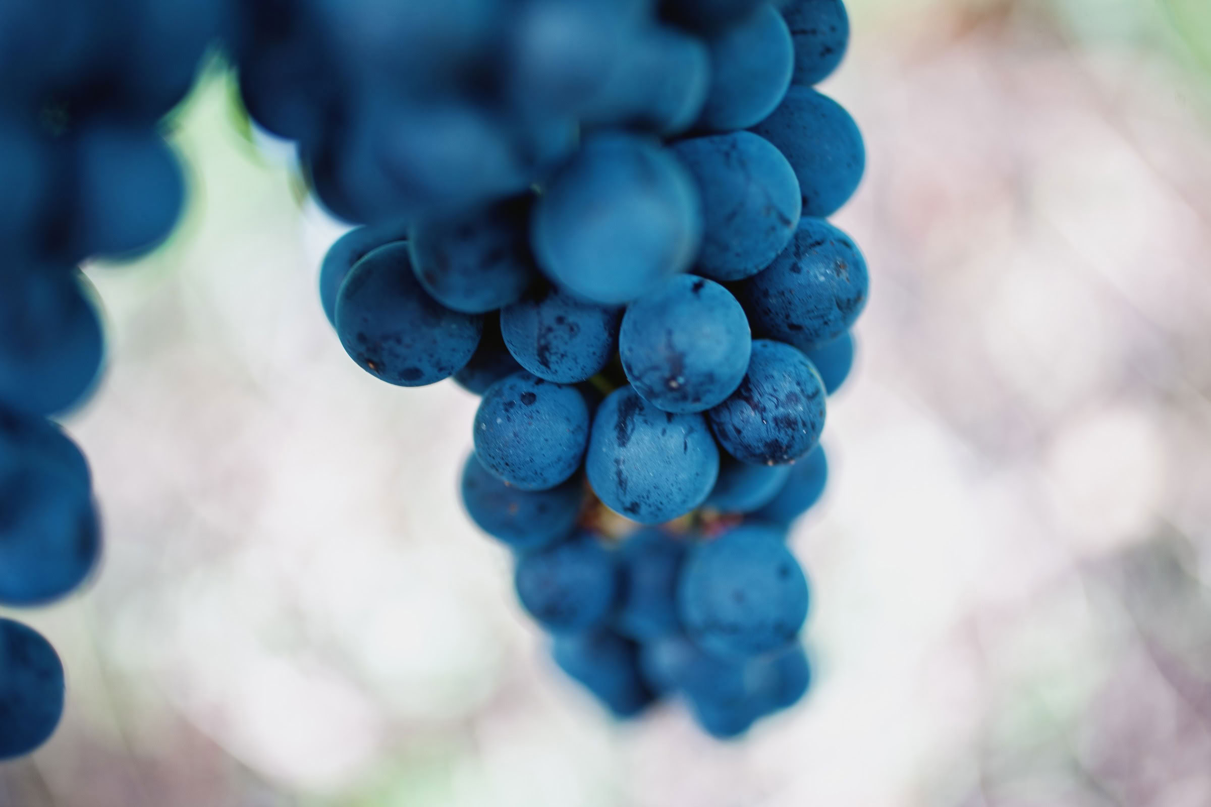 Wine estate photography: Chateau Grand-Mayne - Saint-Emilion - Bordeaux. Château Grand Mayne, a prominent estate in the heart of Saint-Émilion. Dating back to the 15th… - Image 8