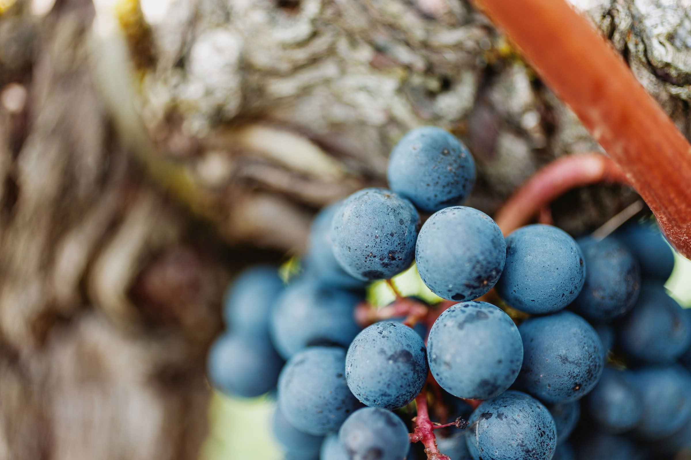 Wine estate photography: Chateau Grand-Mayne - Saint-Emilion - Bordeaux. Château Grand Mayne, a prominent estate in the heart of Saint-Émilion. Dating back to the 15th… - Image 9