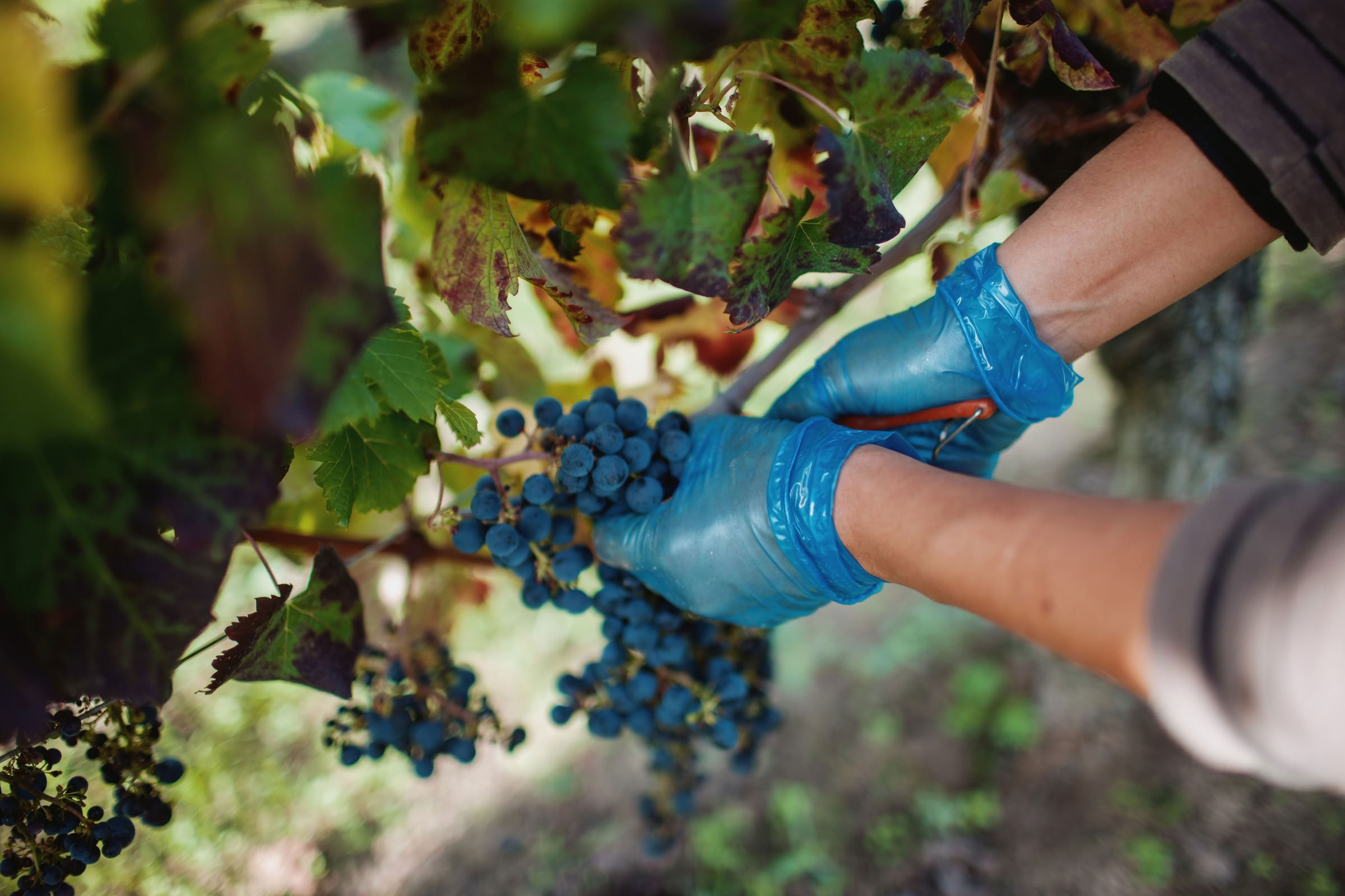 Wine estate photography: Chateau Grand-Mayne - Saint-Emilion - Bordeaux. Château Grand Mayne, a prominent estate in the heart of Saint-Émilion. Dating back to the 15th… - Image 13