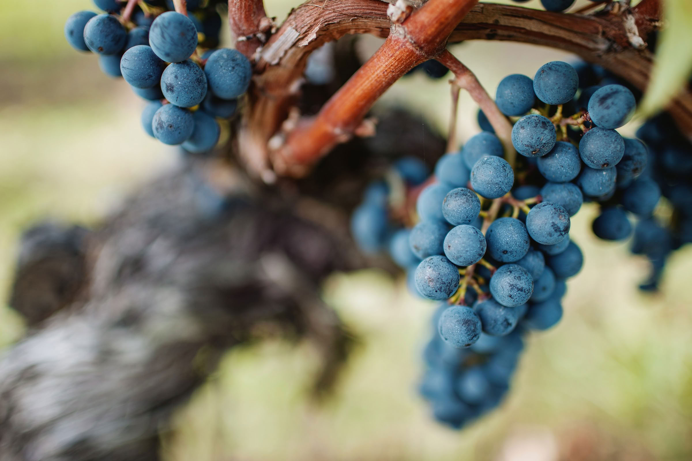 Wine estate photography: Chateau Grand-Mayne - Saint-Emilion - Bordeaux. Château Grand Mayne, a prominent estate in the heart of Saint-Émilion. Dating back to the 15th… - Image 14