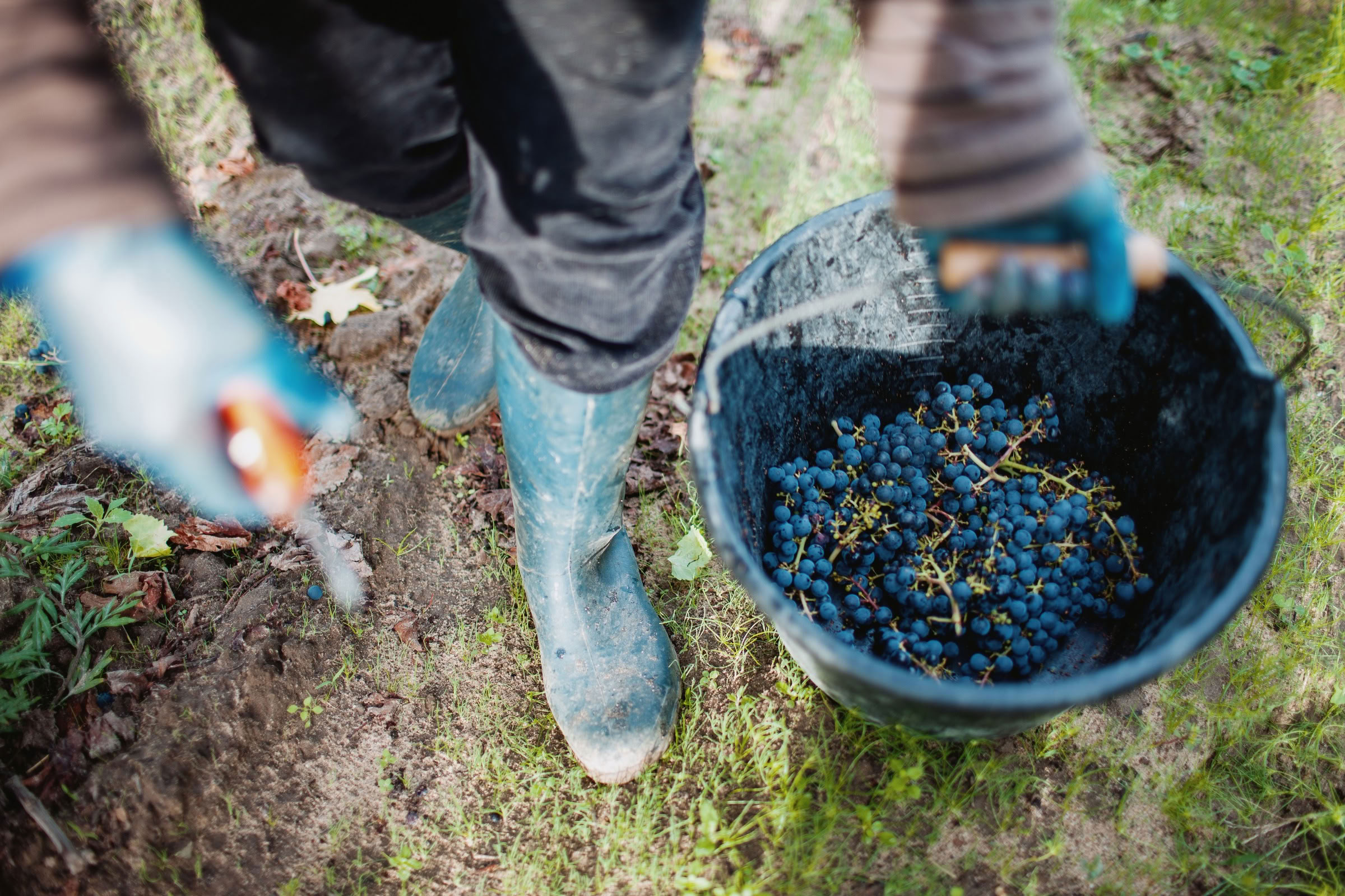 Wine estate photography: Chateau Grand-Mayne - Saint-Emilion - Bordeaux. Château Grand Mayne, a prominent estate in the heart of Saint-Émilion. Dating back to the 15th… - Image 15