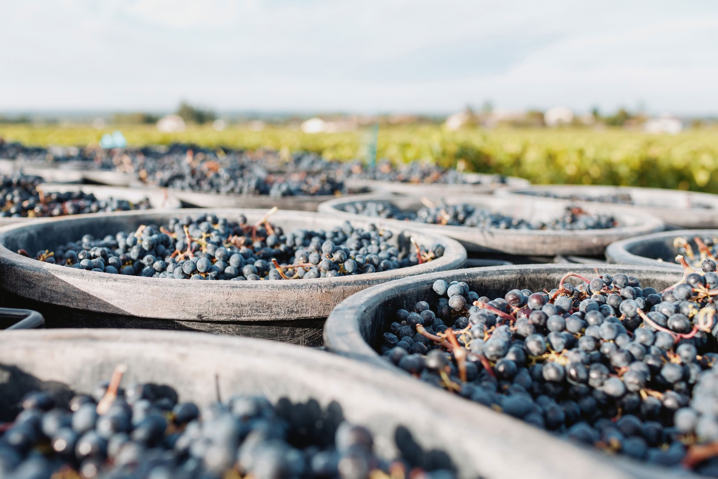 Wine estate photography: Chateau Grand-Mayne - Saint-Emilion - Bordeaux. Château Grand Mayne, a prominent estate in the heart of Saint-Émilion. Dating back to the 15th… - Image 17