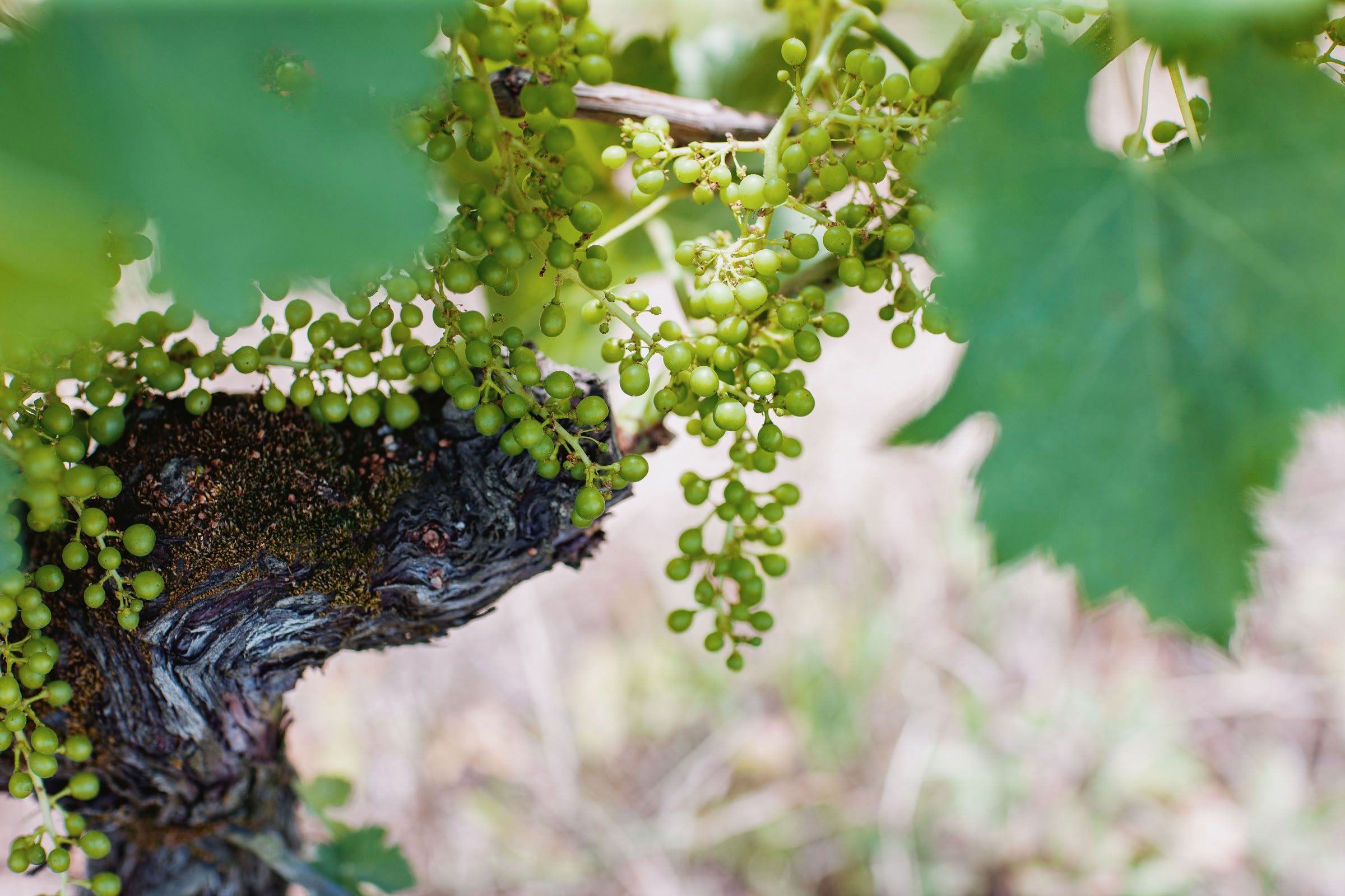 Wine estate photography: Chateau Grand-Mayne - Saint-Emilion - Bordeaux. Château Grand Mayne, a prominent estate in the heart of Saint-Émilion. Dating back to the 15th… - Image 21