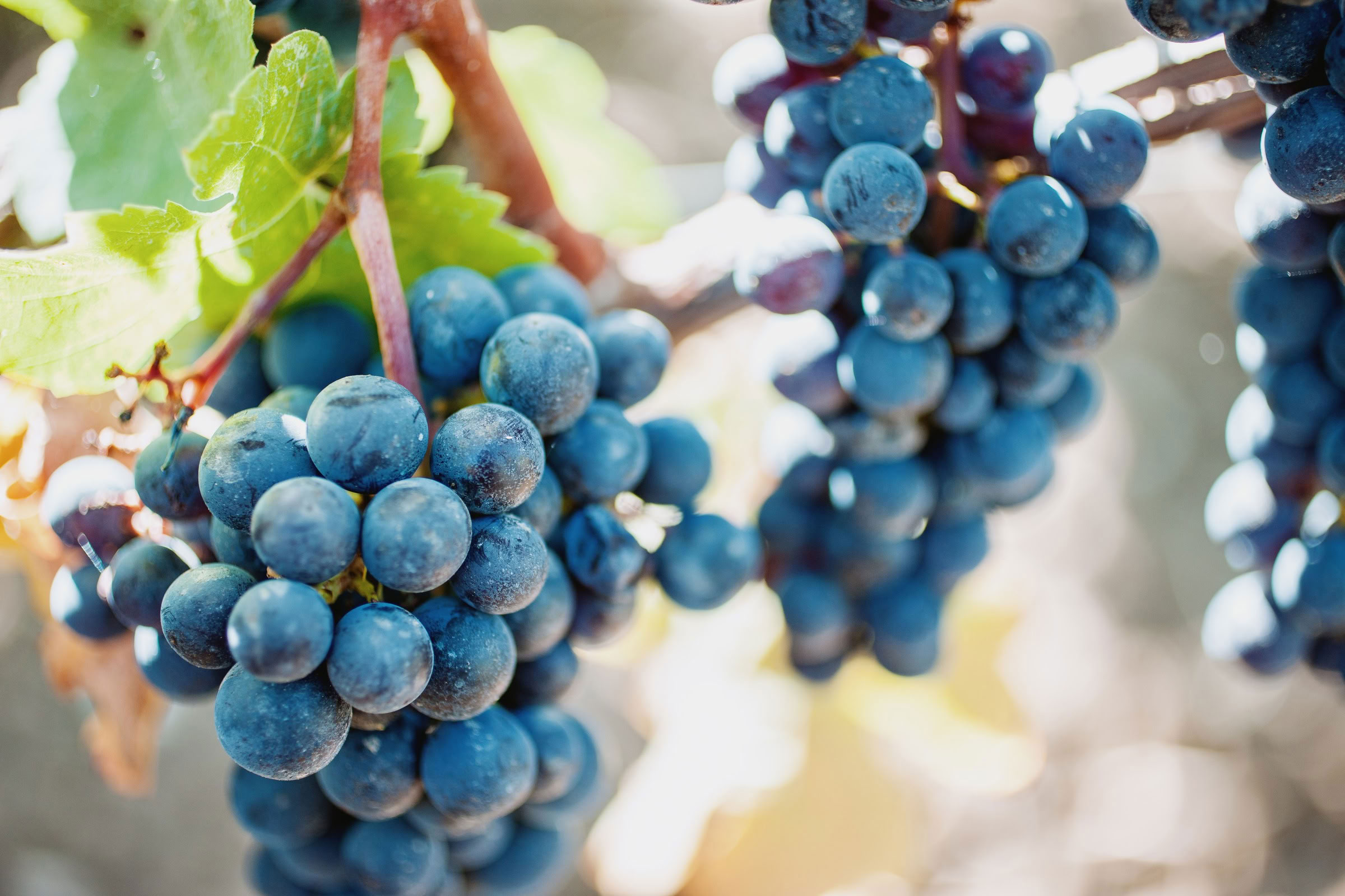 Wine estate photography: Chateau Grand-Mayne - Saint-Emilion - Bordeaux. Château Grand Mayne, a prominent estate in the heart of Saint-Émilion. Dating back to the 15th… - Image 36