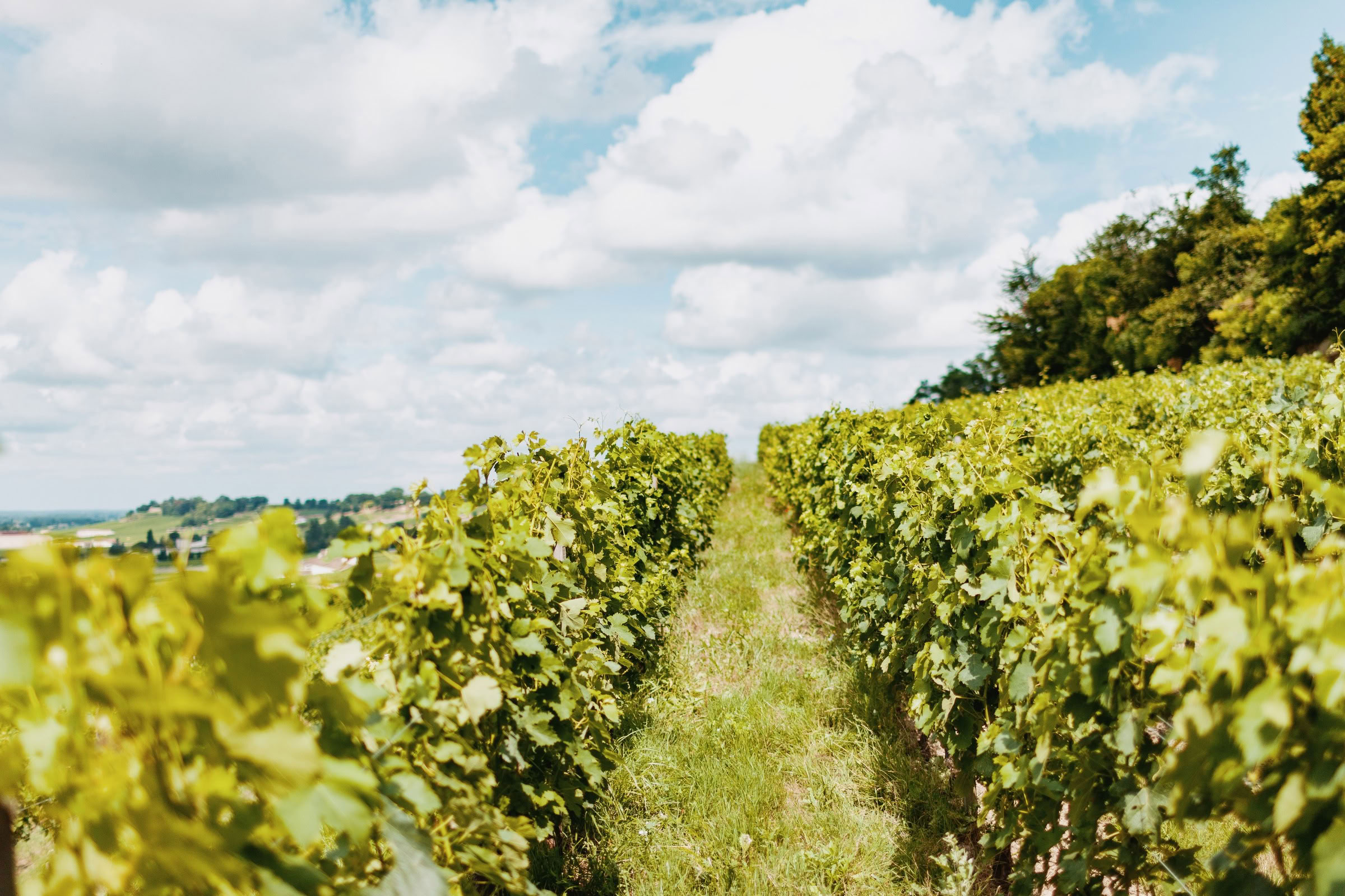 Wine estate photography: Chateau Larcis Ducasse - Saint-Emilion - Bordeaux. Château Larcis Ducasse, a Premier Grand Cru Classé estate in Saint-Emilion. The photograph showcases… - Image 2