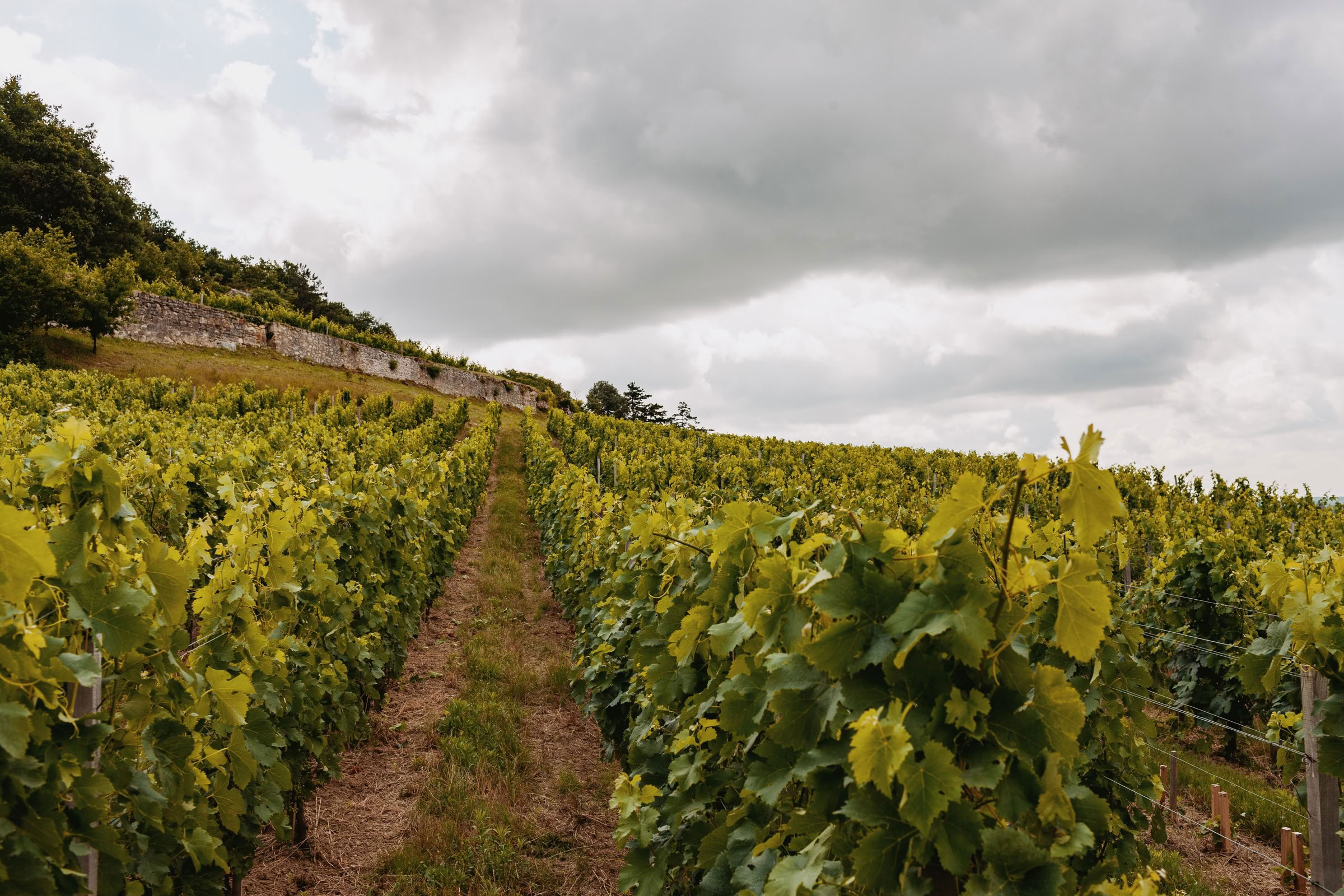 Wine estate photography: Chateau Larcis Ducasse - Saint-Emilion - Bordeaux. Château Larcis Ducasse, a Premier Grand Cru Classé estate in Saint-Emilion. The photograph showcases… - Image 12