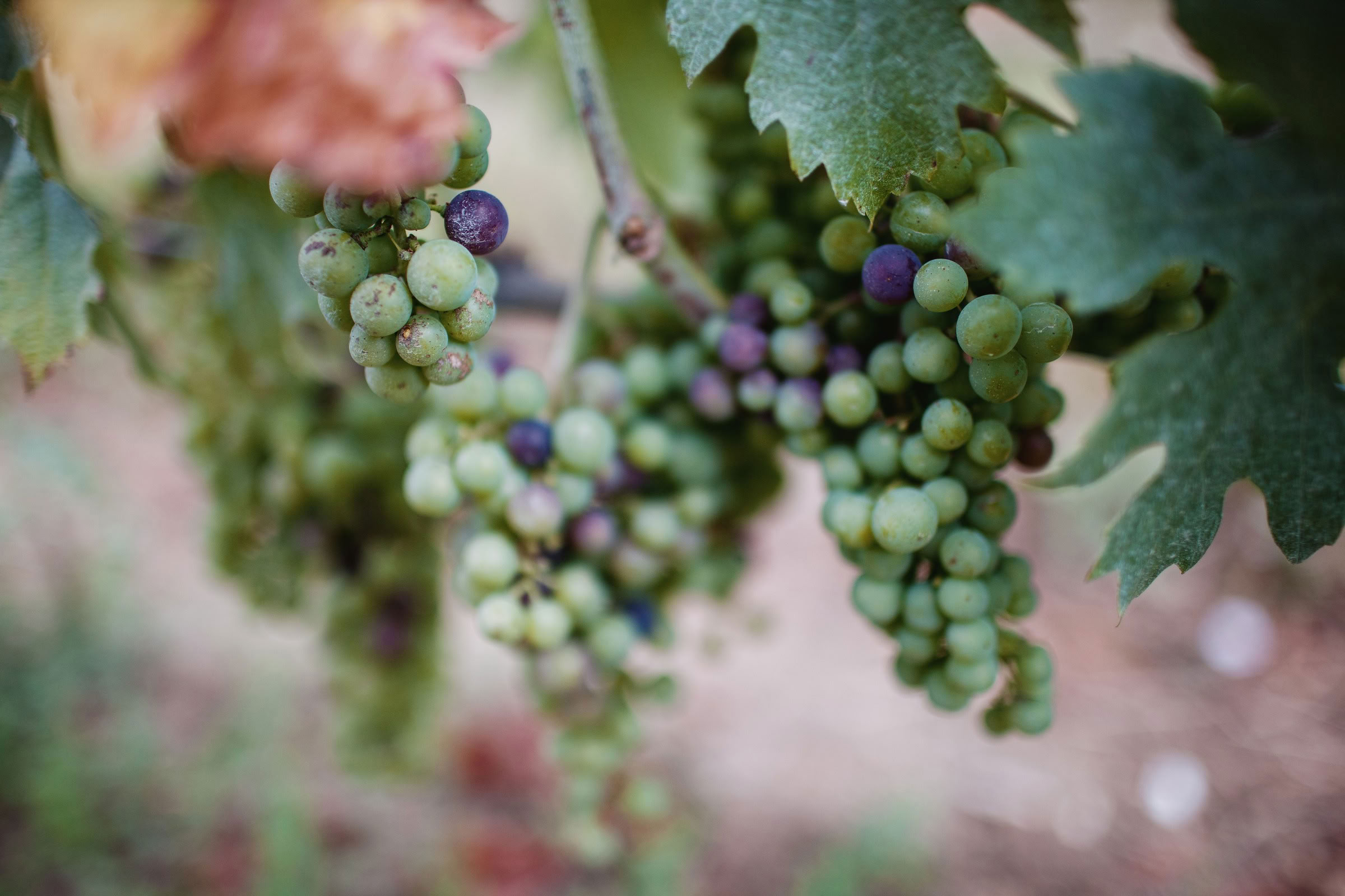 Wine estate photography: Chateau Larcis Ducasse - Saint-Emilion - Bordeaux. Château Larcis Ducasse, a Premier Grand Cru Classé estate in Saint-Emilion. The photograph showcases… - Image 14