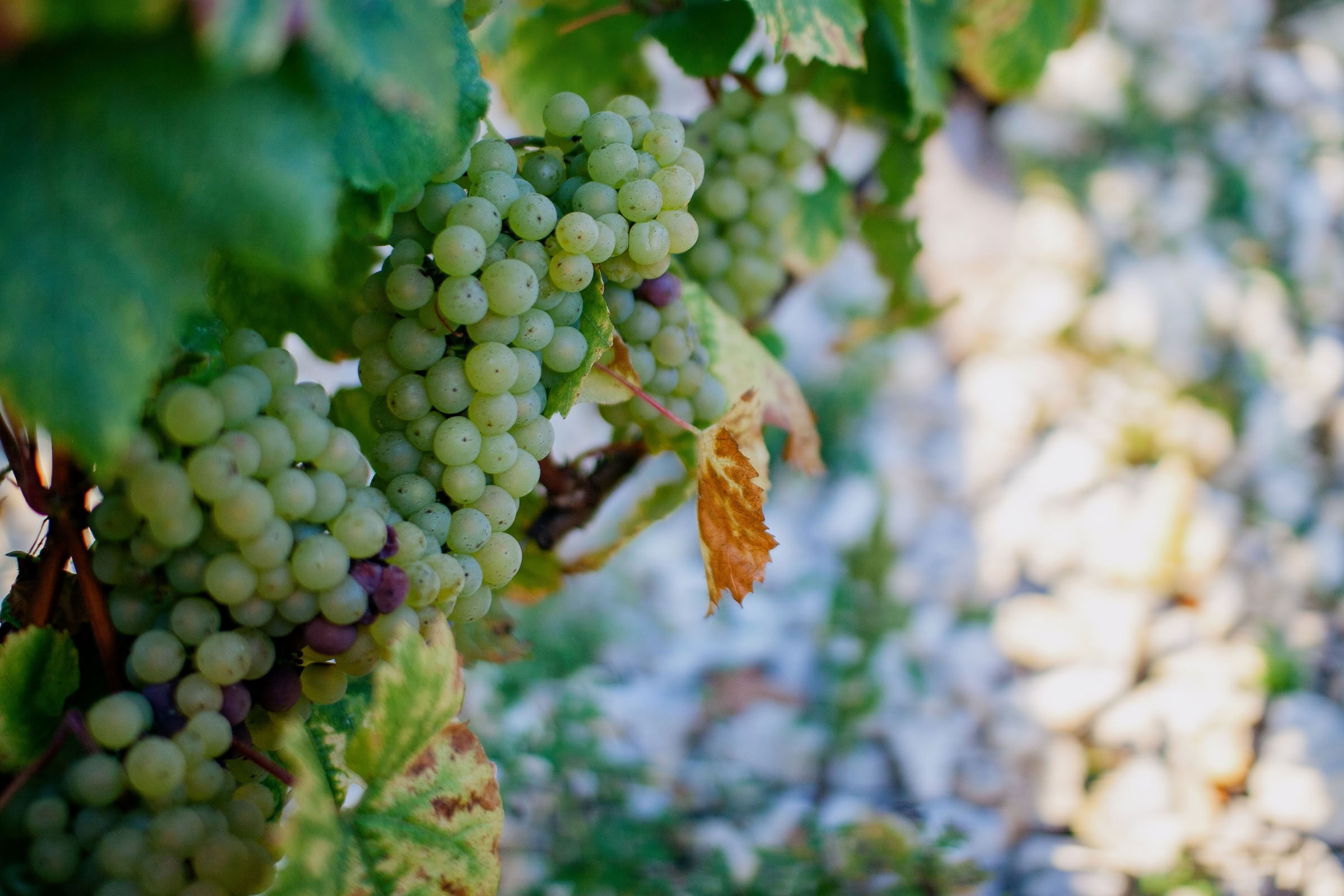 Wine estate photography: Domaine Jean Marc Brocard - Chablis - Bourgogne. Jean-Marc Brocard, a pioneer in organic and biodynamic viticulture in Chablis, has been committed to… - Image 2
