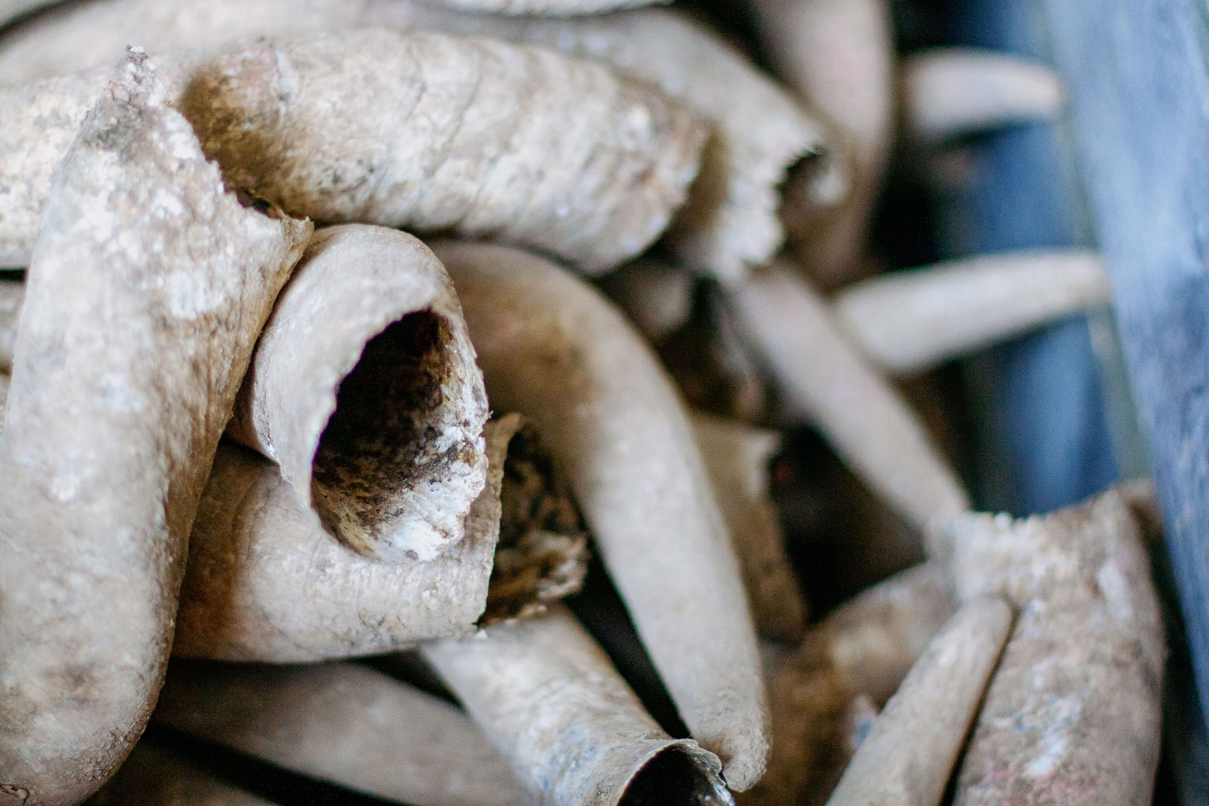 Wine estate photography: Domaine Jean Marc Brocard - Chablis - Bourgogne. Jean-Marc Brocard, a pioneer in organic and biodynamic viticulture in Chablis, has been committed to… - Image 3