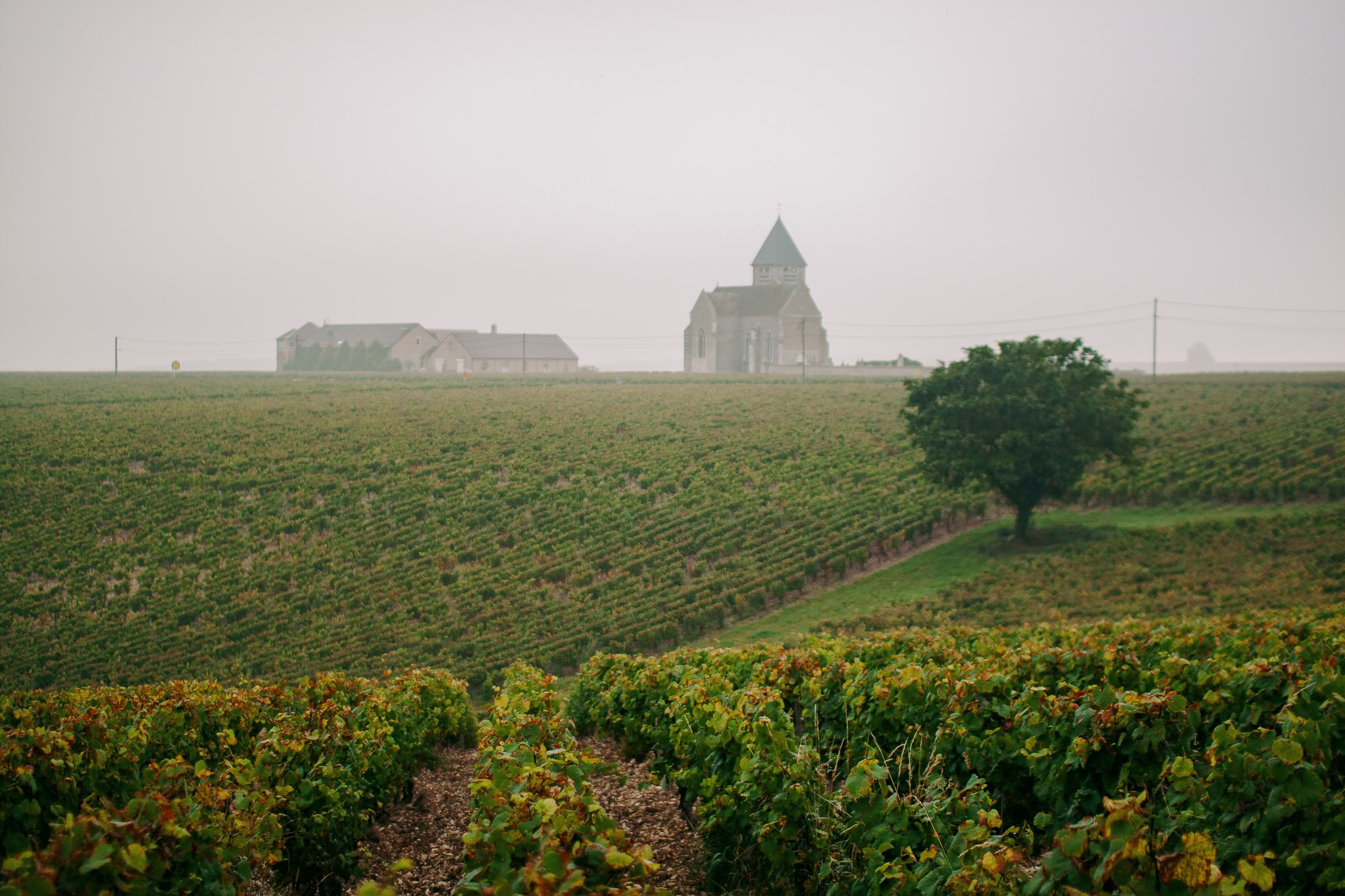 Wine estate photography: Domaine Jean Marc Brocard - Chablis - Bourgogne. Jean-Marc Brocard, a pioneer in organic and biodynamic viticulture in Chablis, has been committed to… - Image 11