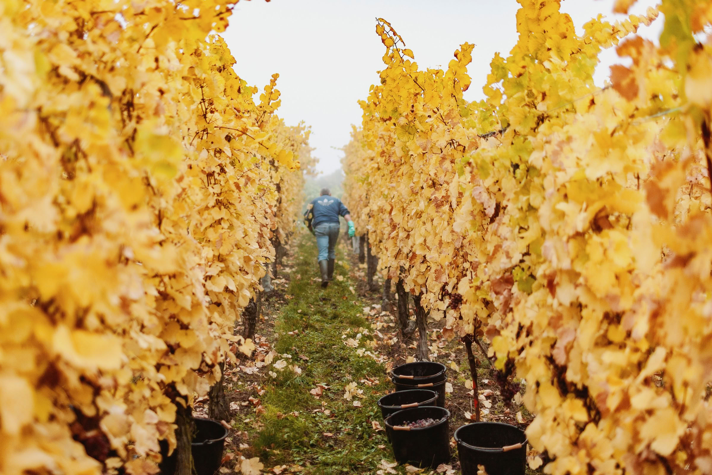 Wine estate photography: Domaine Rolly Gassmann - Rorschwihr - Alsace. Le Domaine Rolly Gassmann, situé à Rorschwihr en Alsace, est une propriété viticole familiale… - Image 9