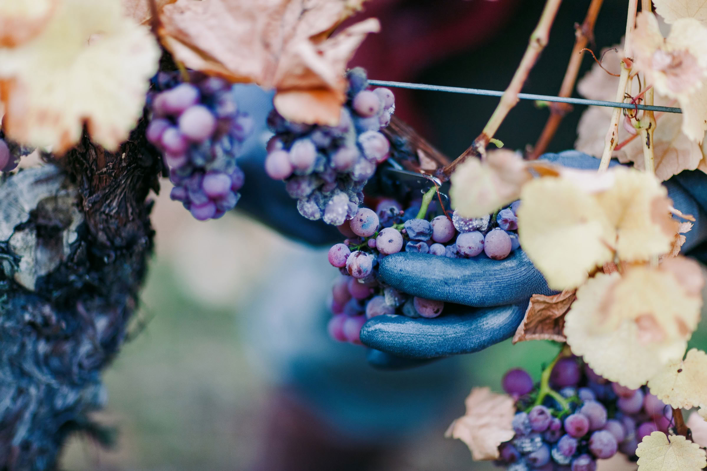 Wine estate photography: Domaine Rolly Gassmann - Rorschwihr - Alsace. Le Domaine Rolly Gassmann, situé à Rorschwihr en Alsace, est une propriété viticole familiale… - Image 14
