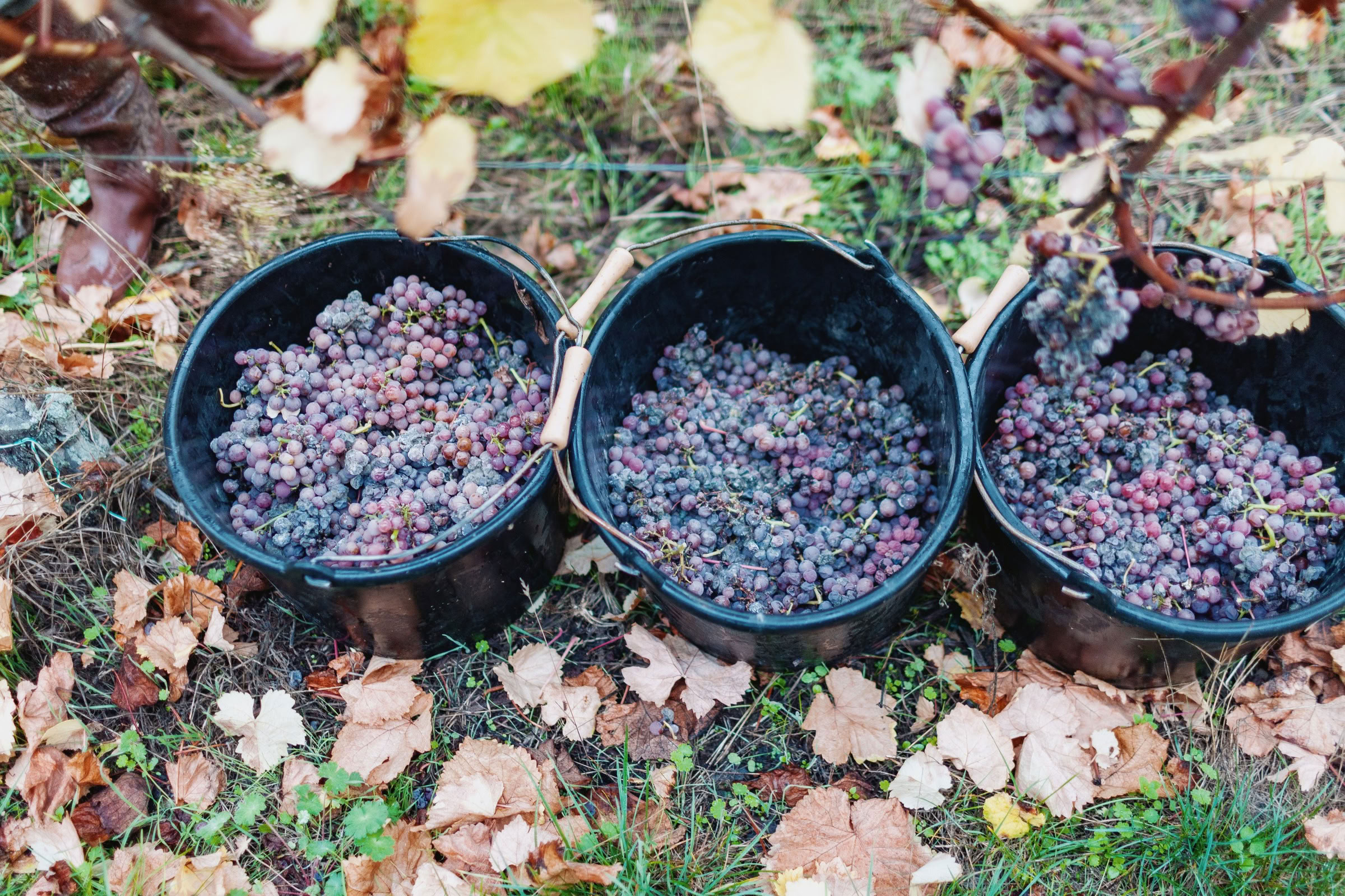 Wine estate photography: Domaine Rolly Gassmann - Rorschwihr - Alsace. Le Domaine Rolly Gassmann, situé à Rorschwihr en Alsace, est une propriété viticole familiale… - Image 15