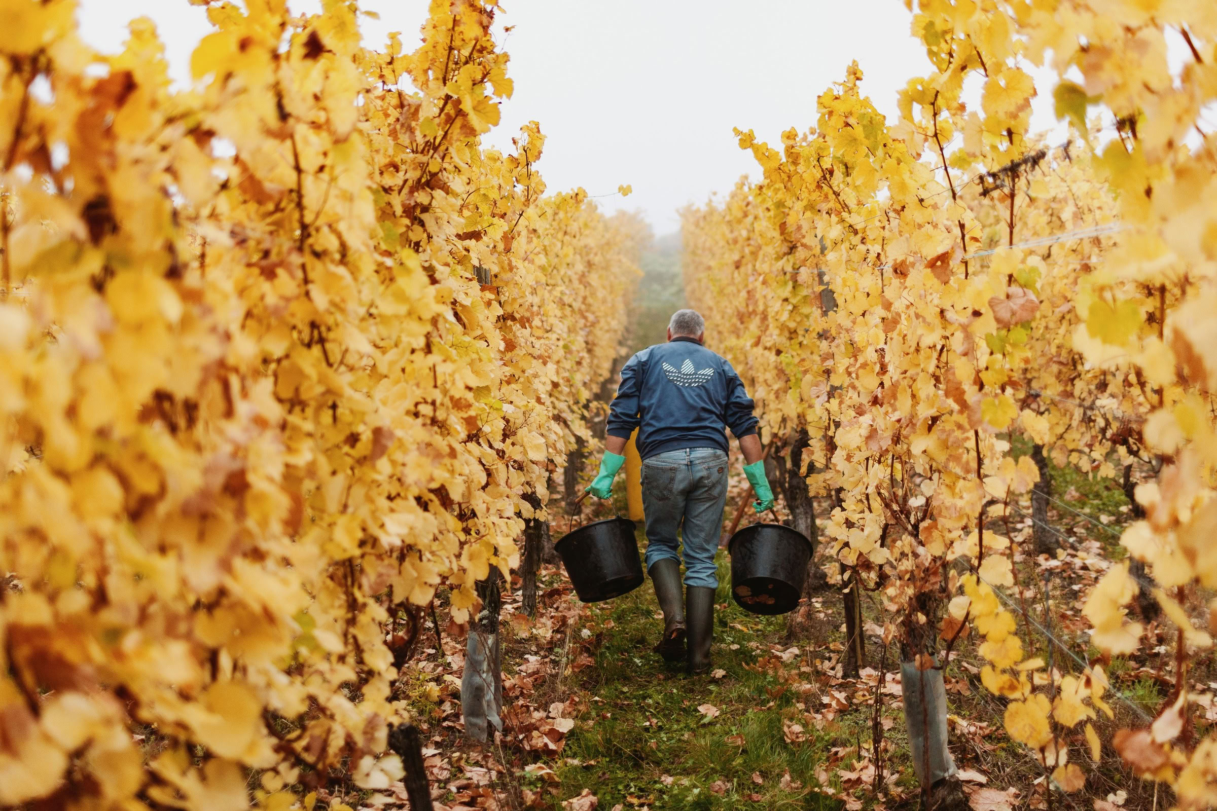 Wine estate photography: Domaine Rolly Gassmann - Rorschwihr - Alsace. Le Domaine Rolly Gassmann, situé à Rorschwihr en Alsace, est une propriété viticole familiale… - Image 16