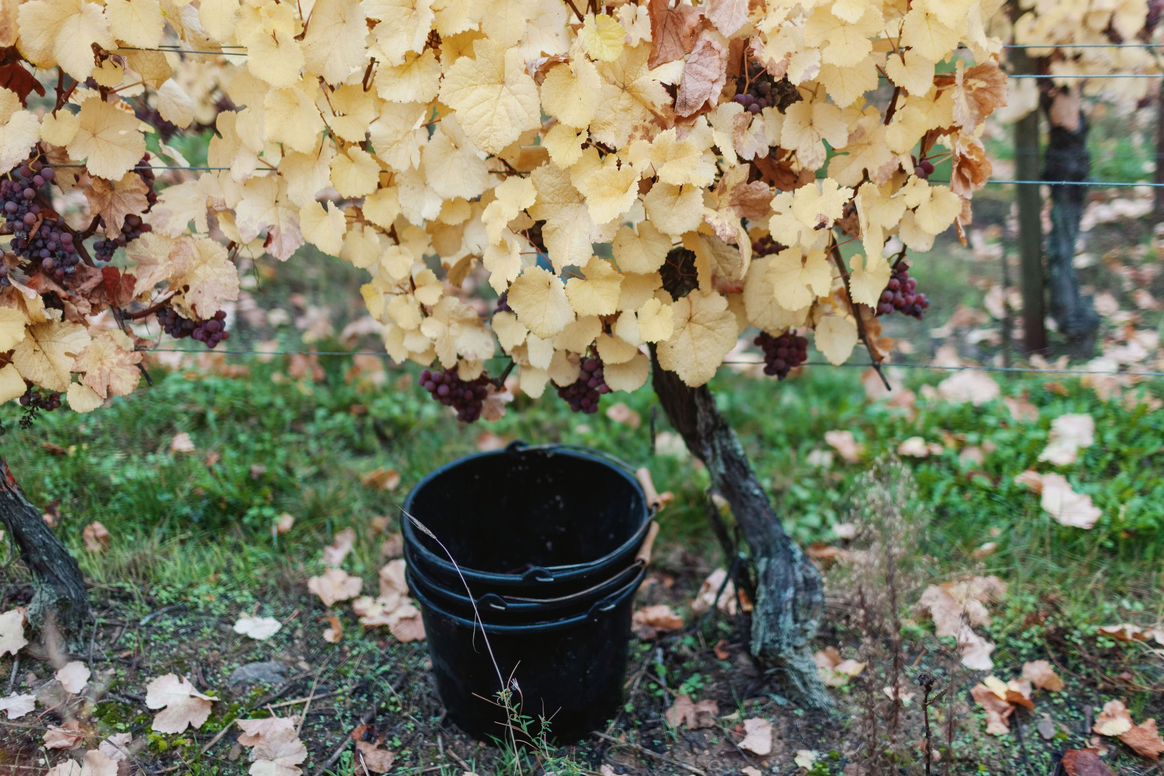 Wine estate photography: Domaine Rolly Gassmann - Rorschwihr - Alsace. Le Domaine Rolly Gassmann, situé à Rorschwihr en Alsace, est une propriété viticole familiale… - Image 17