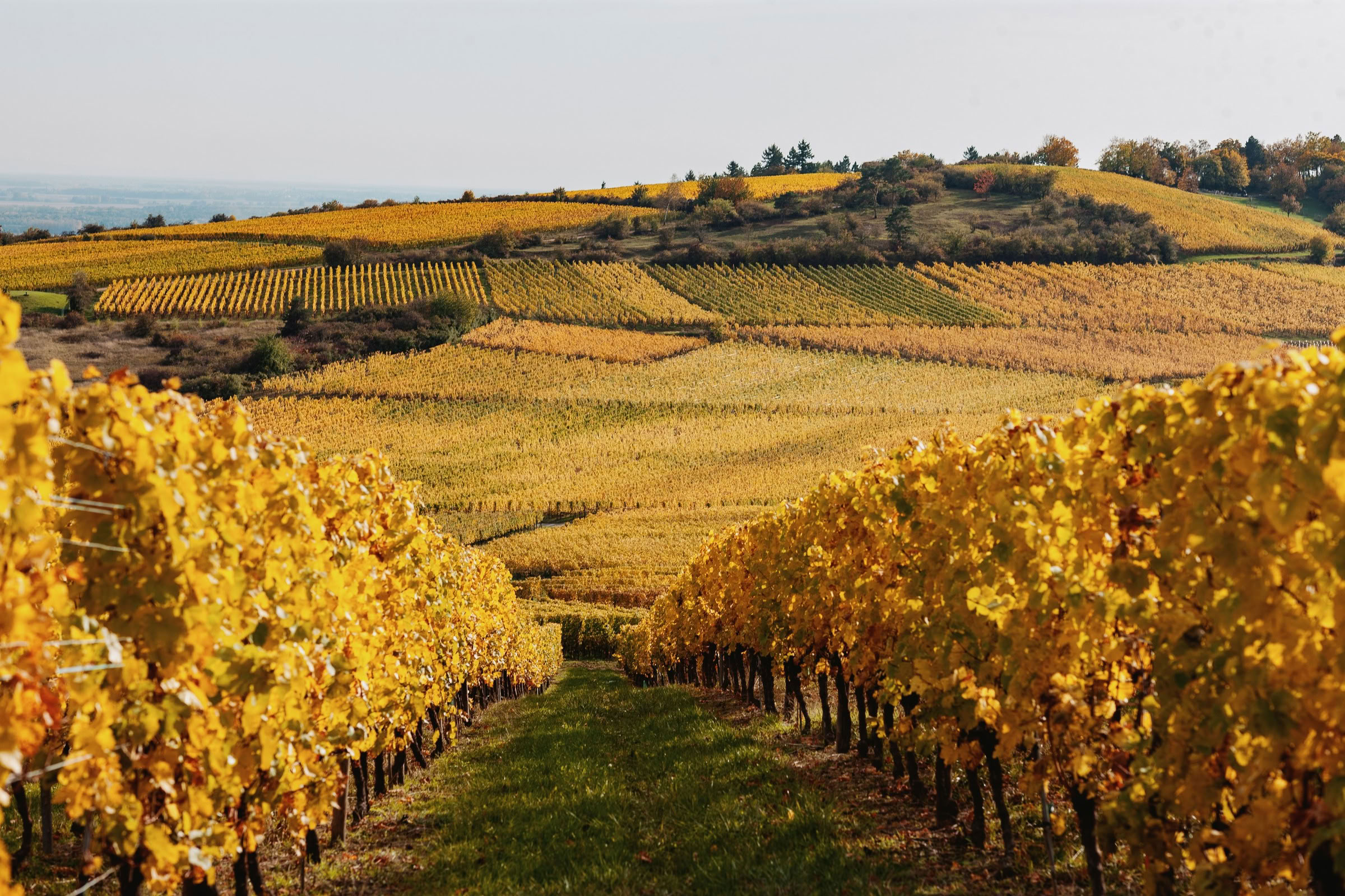 Wine estate photography: Domaine Rolly Gassmann - Rorschwihr - Alsace. Le Domaine Rolly Gassmann, situé à Rorschwihr en Alsace, est une propriété viticole familiale… - Image 21