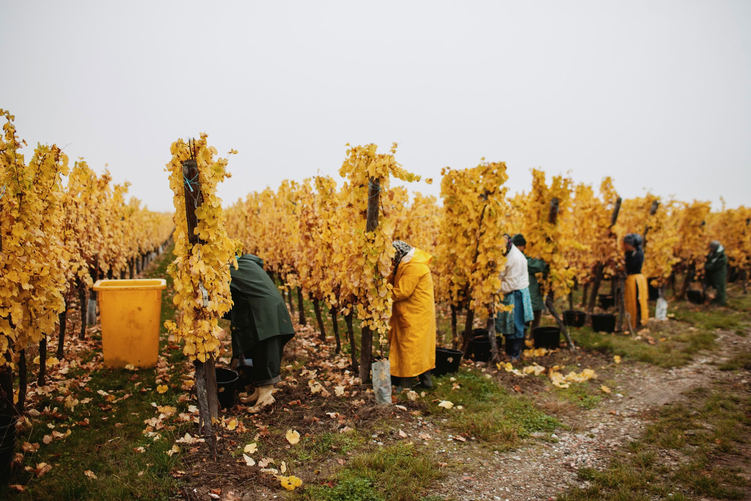 Wine estate photography: Domaine Rolly Gassmann - Rorschwihr - Alsace. Le Domaine Rolly Gassmann, situé à Rorschwihr en Alsace, est une propriété viticole familiale… - Image 29