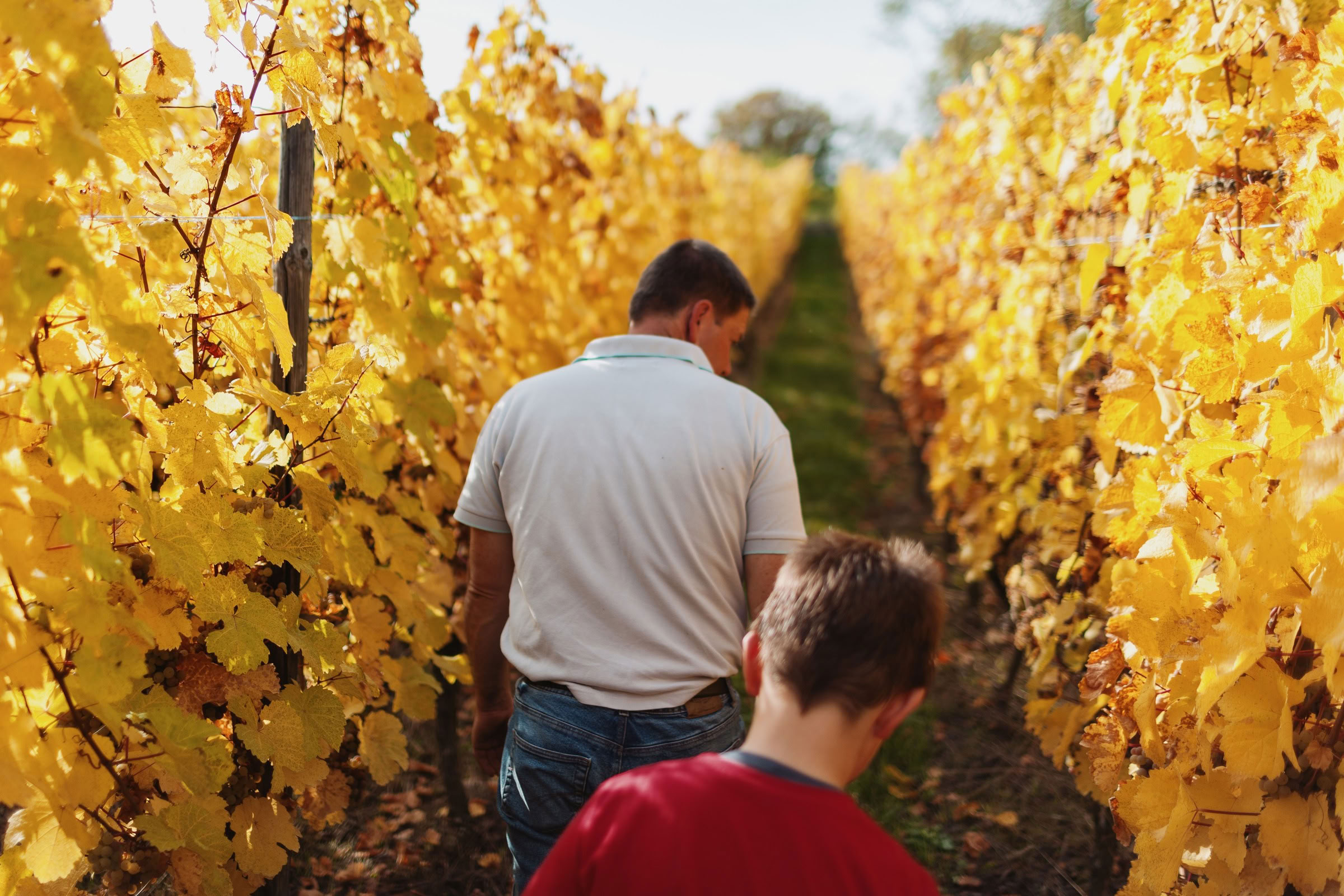 Wine estate photography: Domaine Rolly Gassmann - Rorschwihr - Alsace. Le Domaine Rolly Gassmann, situé à Rorschwihr en Alsace, est une propriété viticole familiale… - Image 31