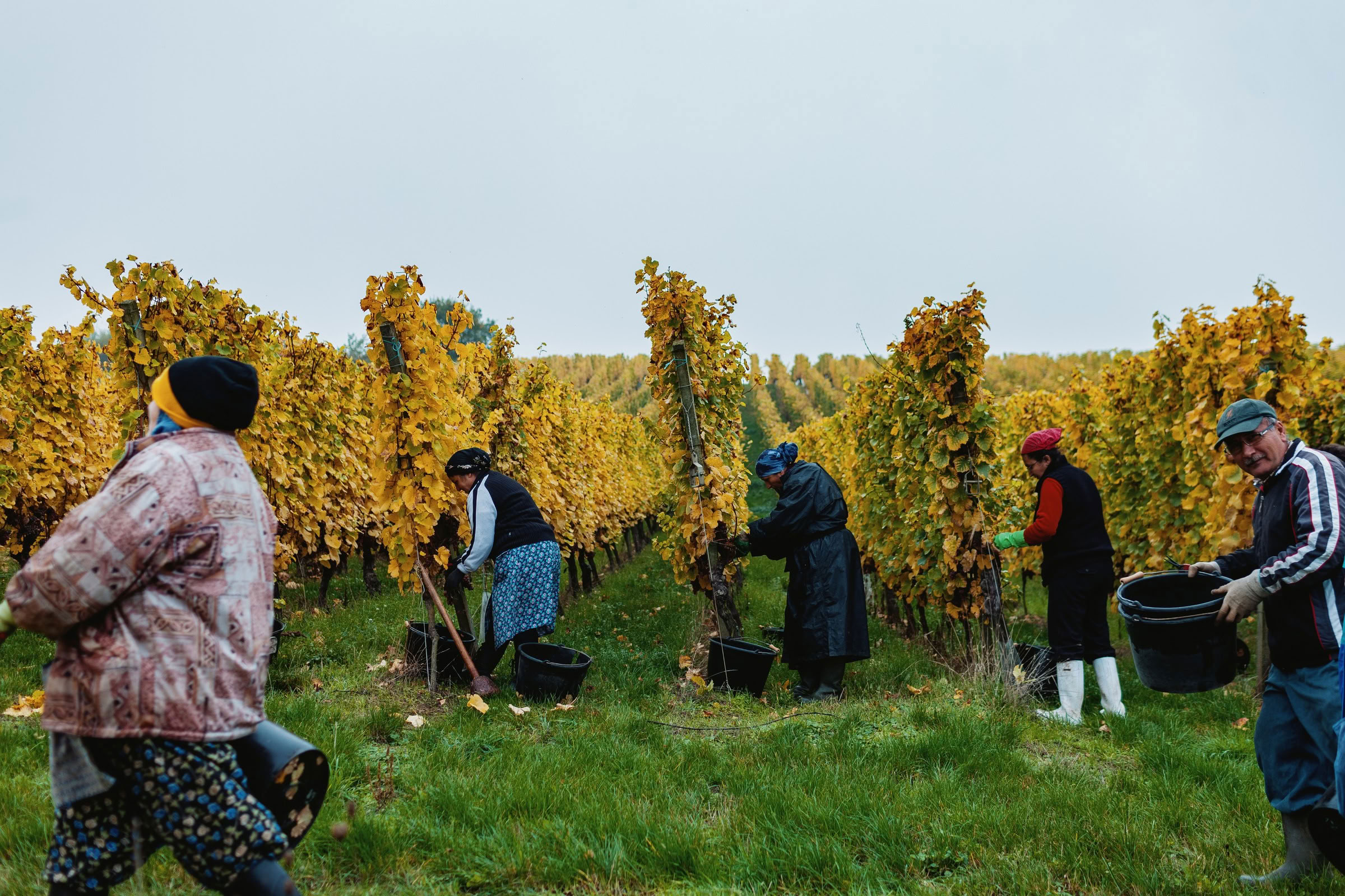Wine estate photography: Domaine Rolly Gassmann - Rorschwihr - Alsace. Le Domaine Rolly Gassmann, situé à Rorschwihr en Alsace, est une propriété viticole familiale… - Image 32