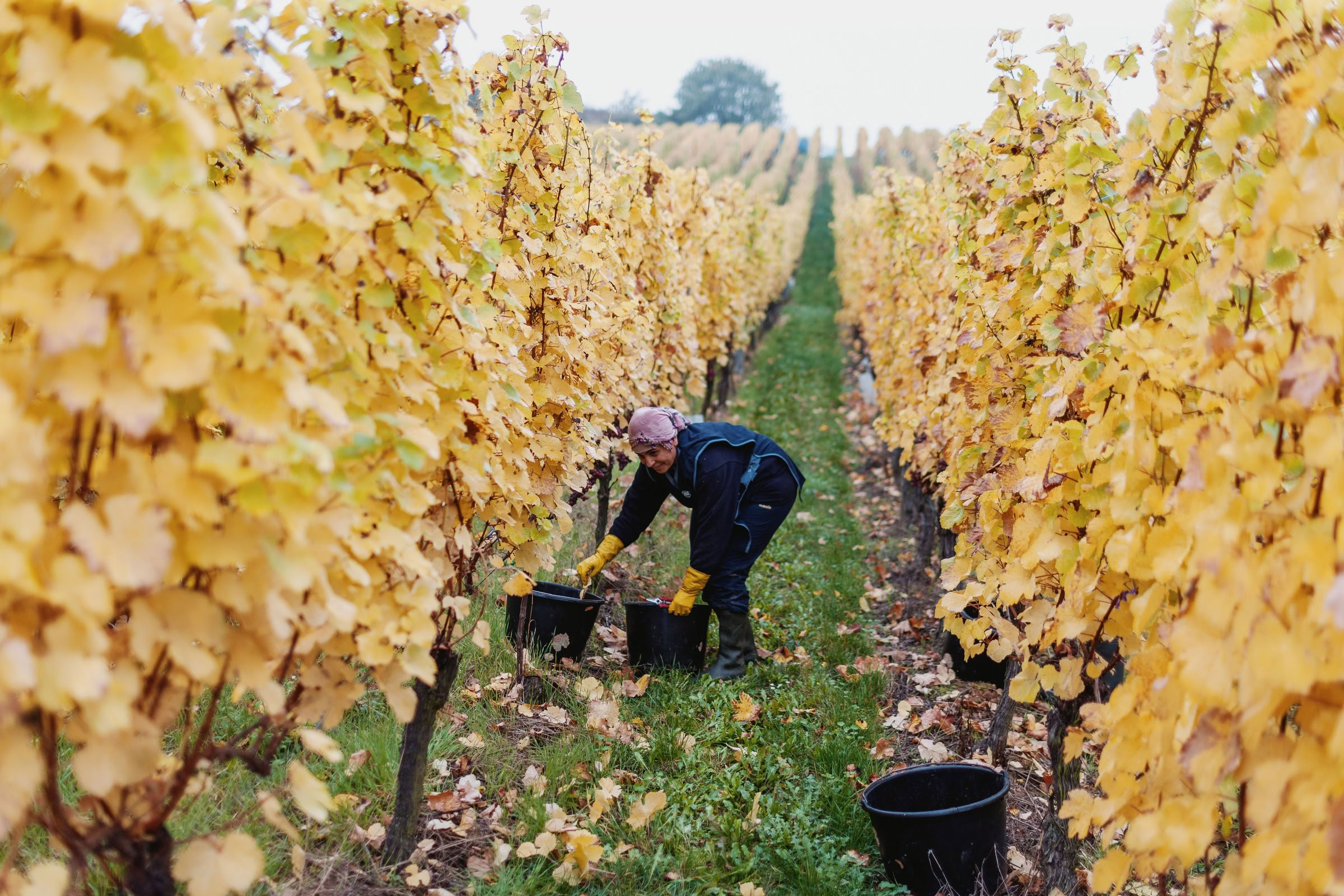 Wine estate photography: Domaine Rolly Gassmann - Rorschwihr - Alsace. Le Domaine Rolly Gassmann, situé à Rorschwihr en Alsace, est une propriété viticole familiale… - Image 33
