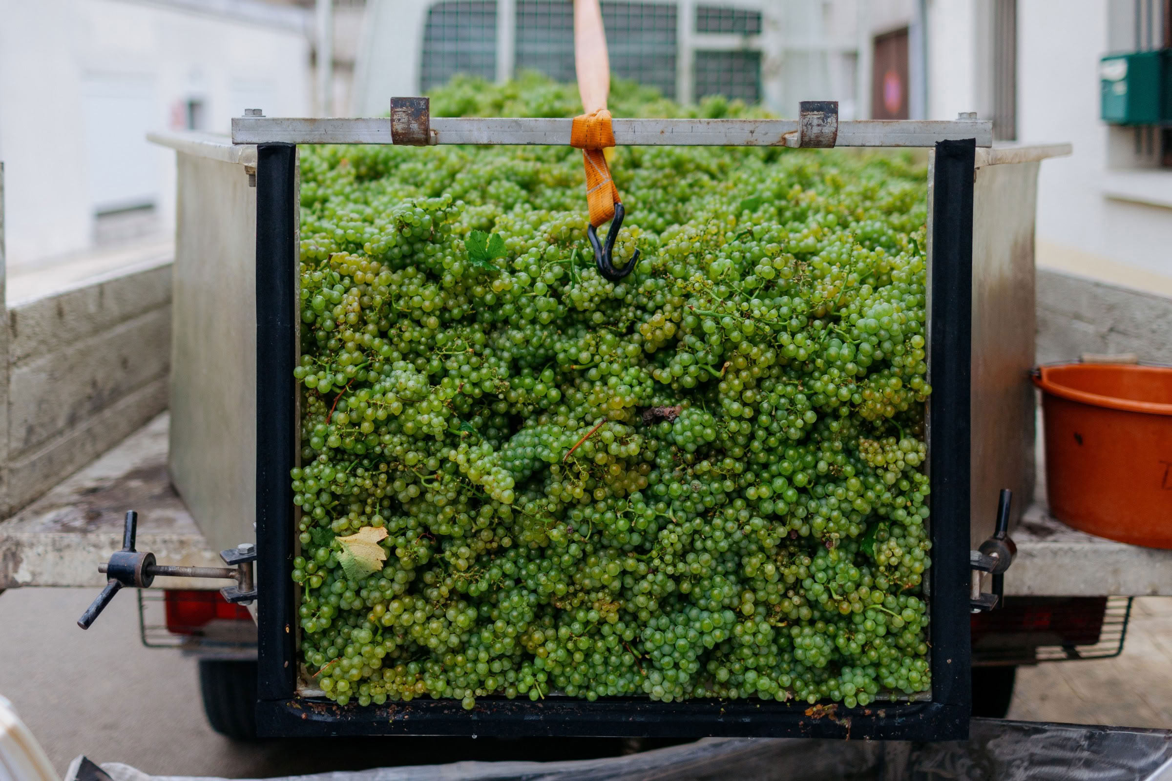 Wine estate photography: Patrick Piuze - Chablis - Bourgogne. Patrick Piuze, a dynamic Québécois vintner, has carved a niche for himself in Chablis since 2000… - Image 2