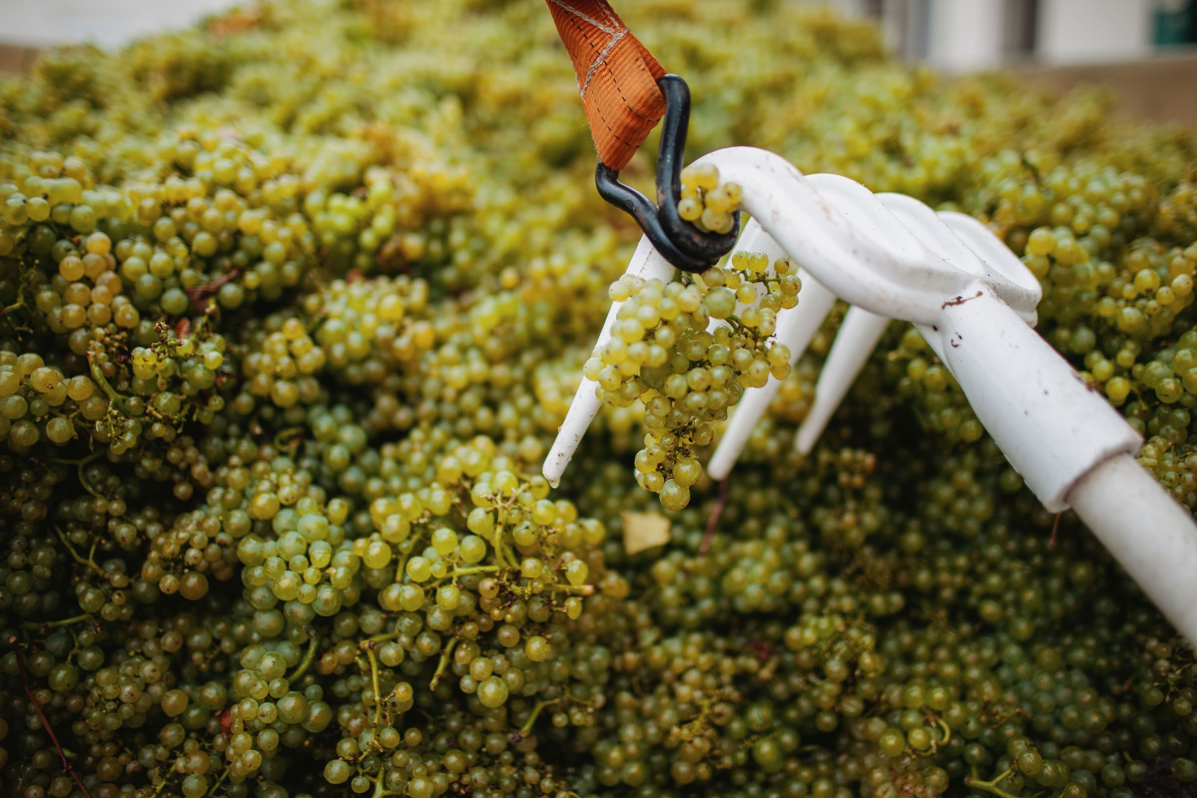 Wine estate photography: Patrick Piuze - Chablis - Bourgogne. Patrick Piuze, a dynamic Québécois vintner, has carved a niche for himself in Chablis since 2000… - Image 3