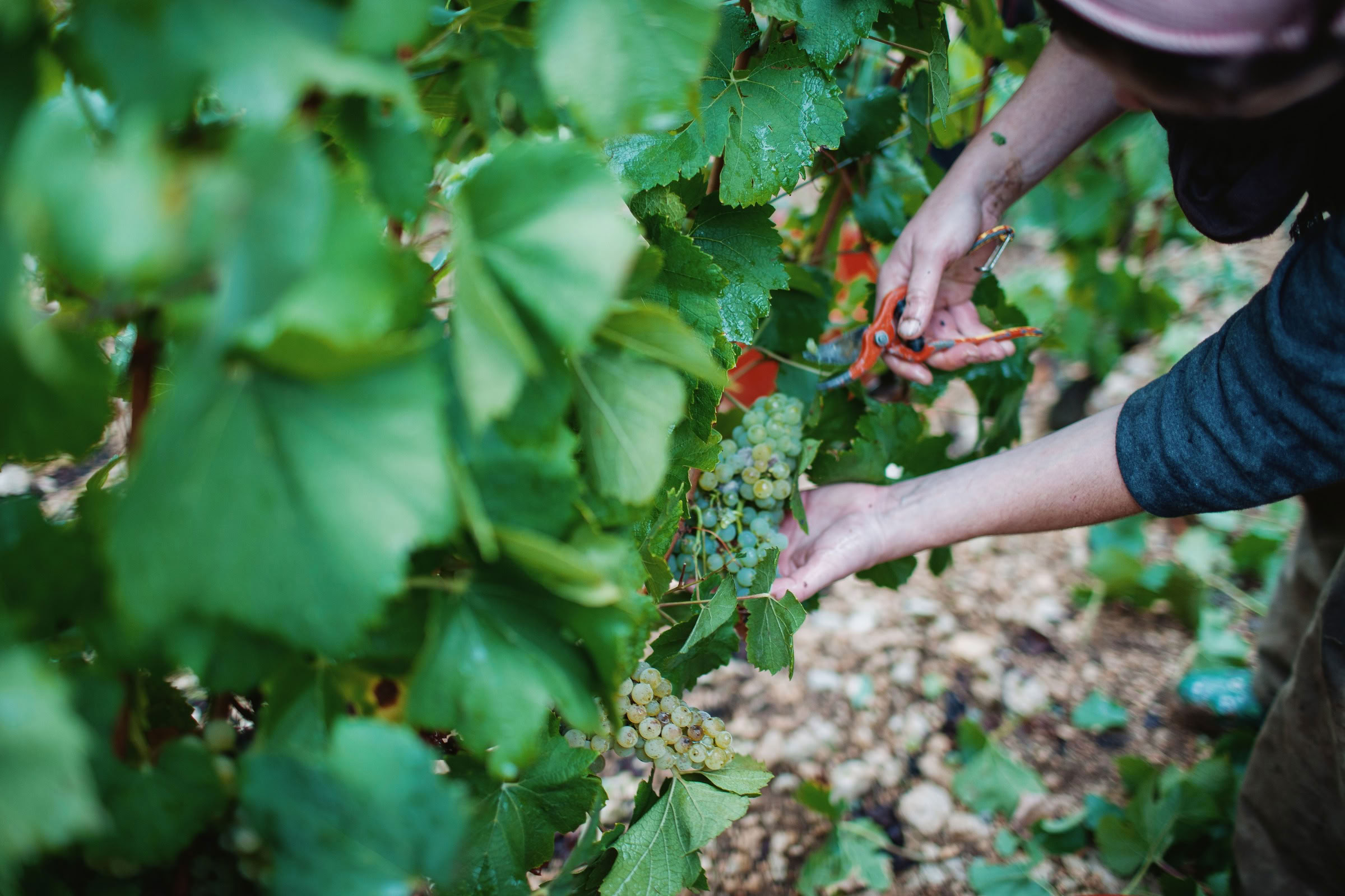 Wine estate photography: Patrick Piuze - Chablis - Bourgogne. Patrick Piuze, a dynamic Québécois vintner, has carved a niche for himself in Chablis since 2000… - Image 13