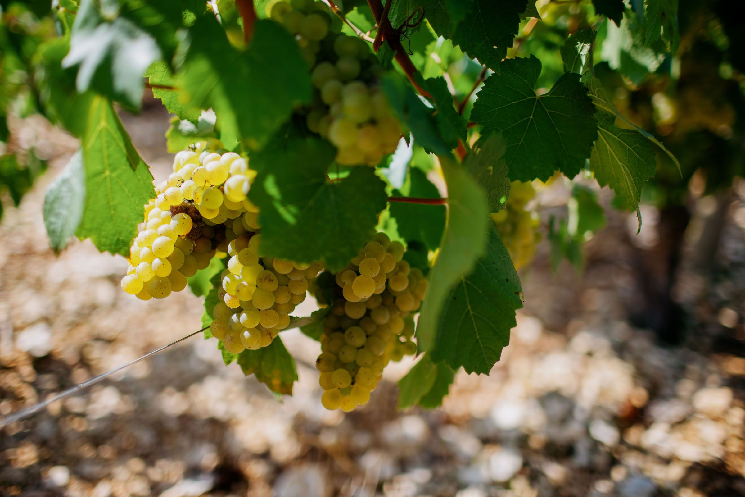 Wine estate photography: Patrick Piuze - Chablis - Bourgogne. Patrick Piuze, a dynamic Québécois vintner, has carved a niche for himself in Chablis since 2000… - Image 14