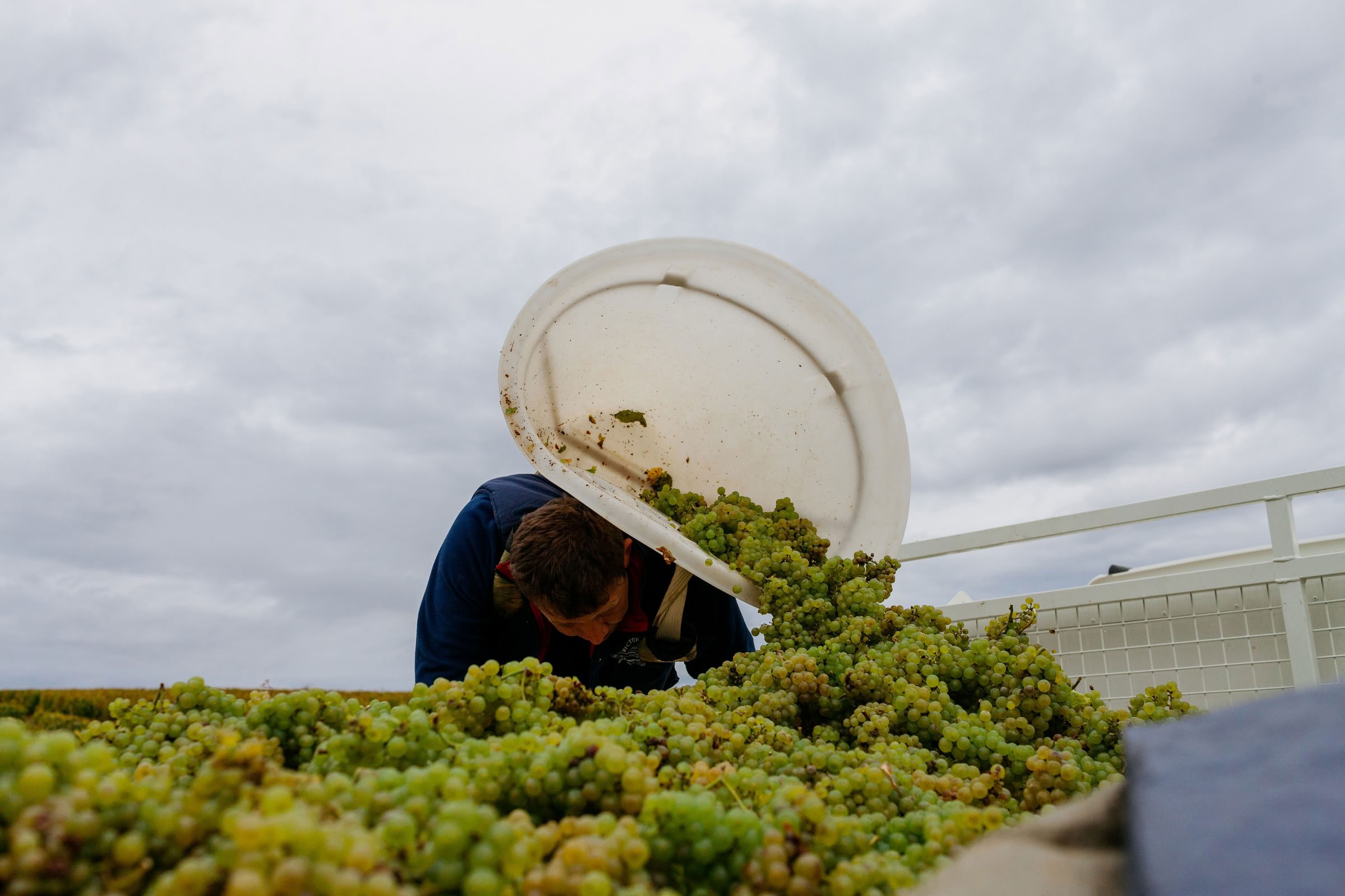 Wine estate photography: Patrick Piuze - Chablis - Bourgogne. Patrick Piuze, a dynamic Québécois vintner, has carved a niche for himself in Chablis since 2000… - Image 26