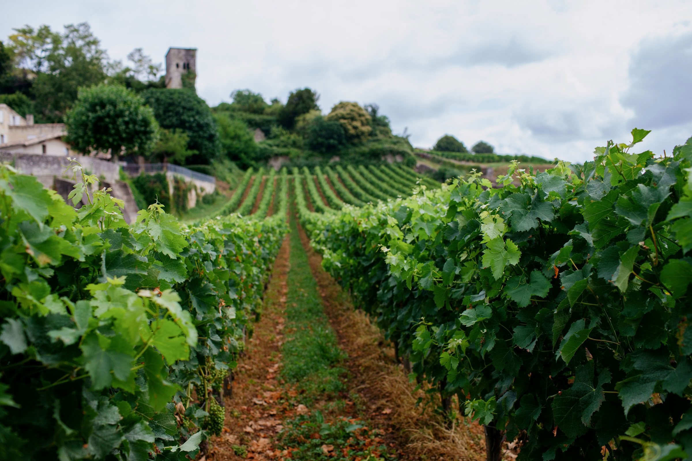 Wine estate photography: Saint Emilion - Bordeaux  - 2008. Saint Emilion represents the unique characteristics of a region's land affecting its produce. It… - Image 5