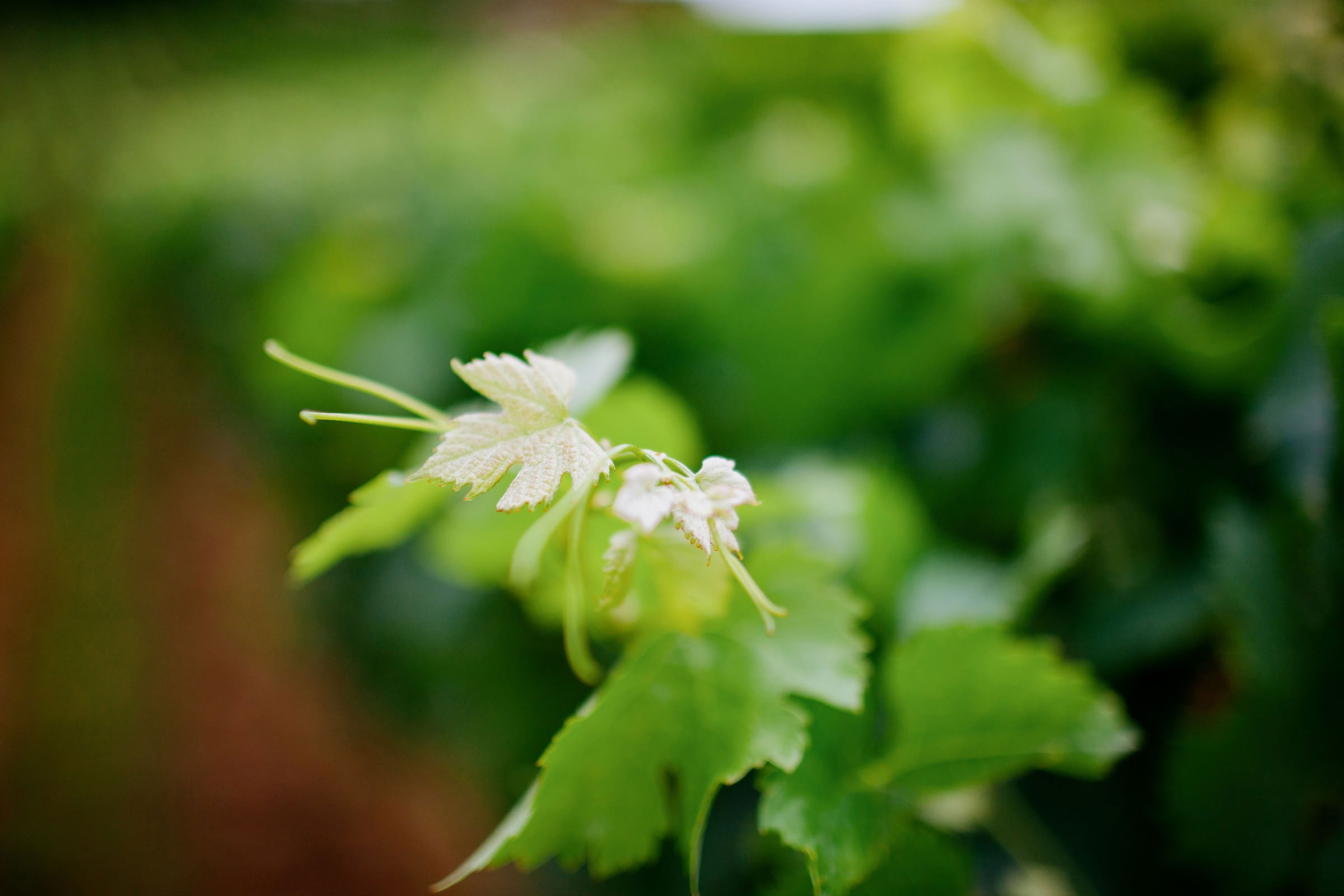Wine estate photography: Saint Emilion - Bordeaux  - 2008. Saint Emilion represents the unique characteristics of a region's land affecting its produce. It… - Image 6