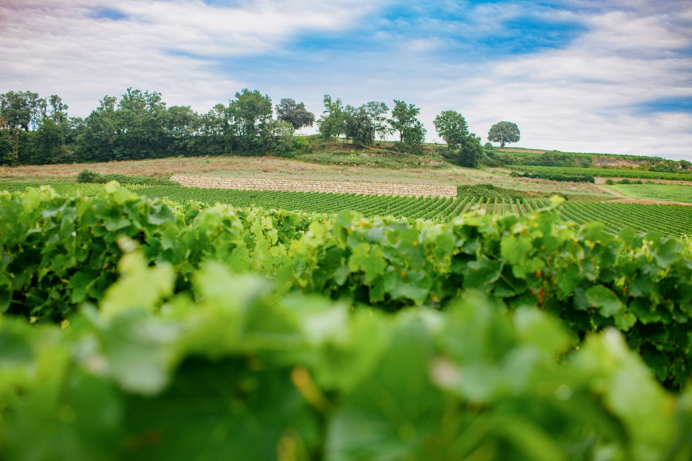 Wine estate photography: Saint Emilion - Bordeaux  - 2008. Saint Emilion represents the unique characteristics of a region's land affecting its produce. It… - Image 17