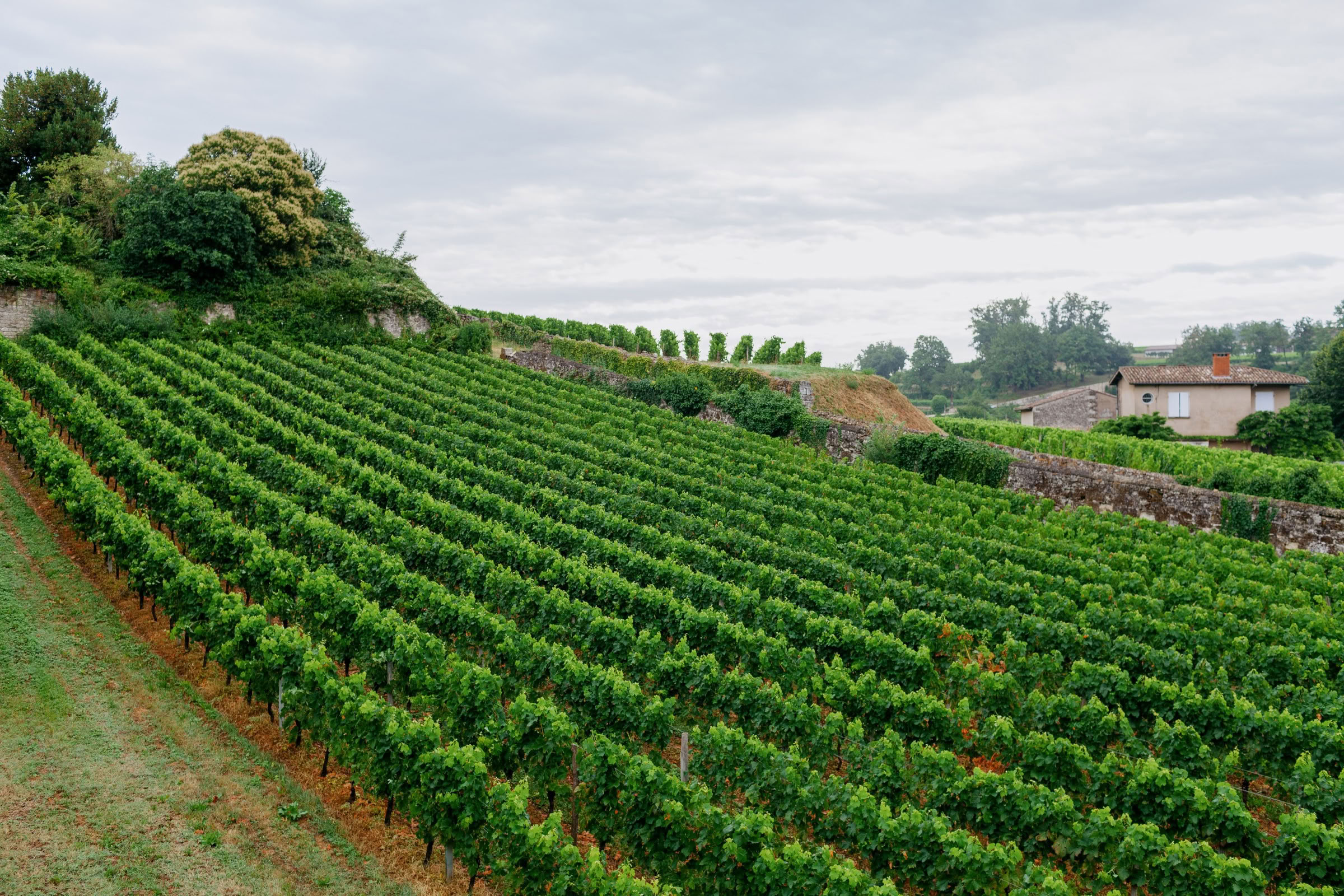 Wine estate photography: Saint Emilion - Bordeaux  - 2008. Saint Emilion represents the unique characteristics of a region's land affecting its produce. It… - Image 20