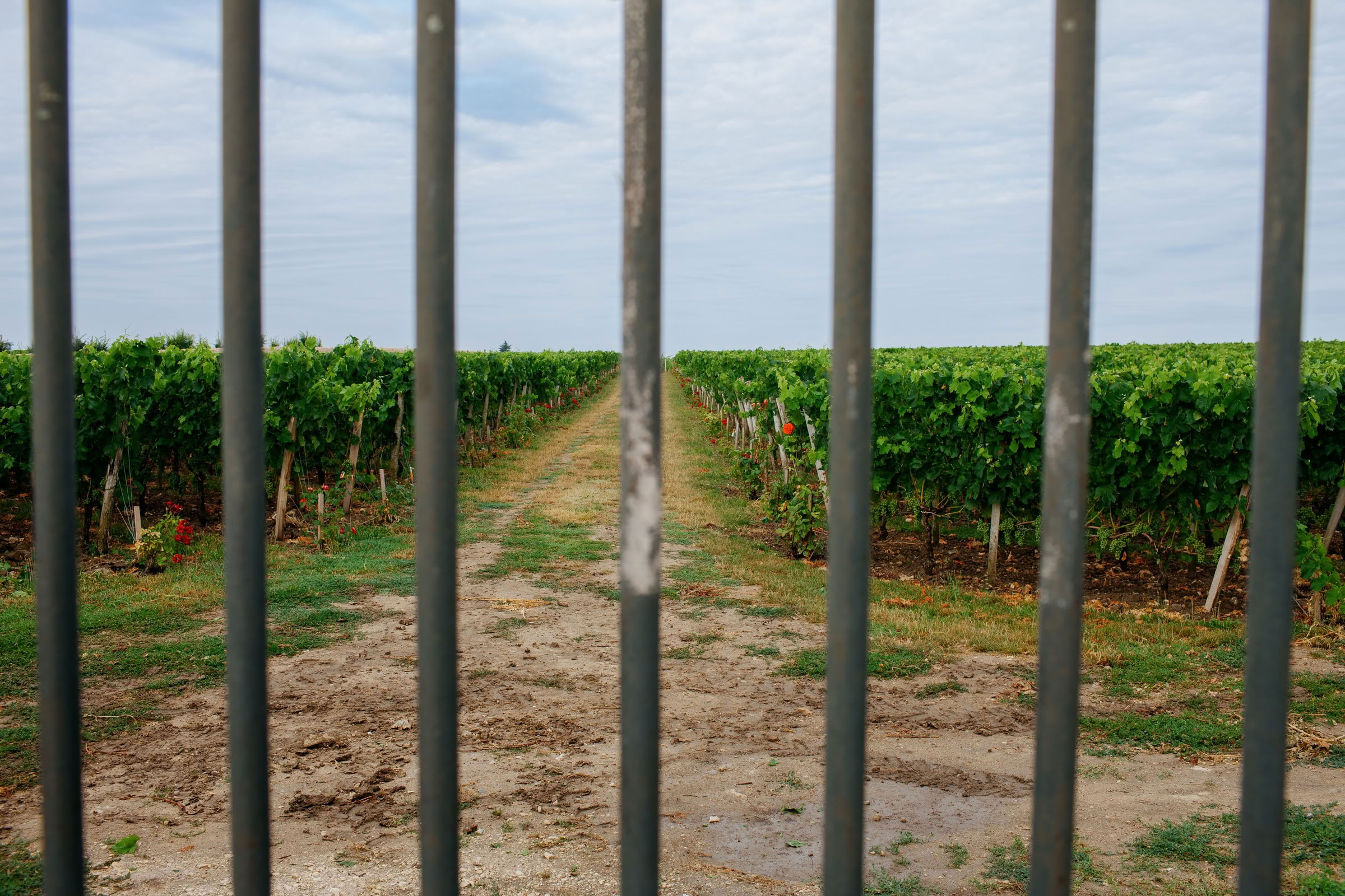 Wine estate photography: Saint Emilion - Bordeaux  - 2008. Saint Emilion represents the unique characteristics of a region's land affecting its produce. It… - Image 22