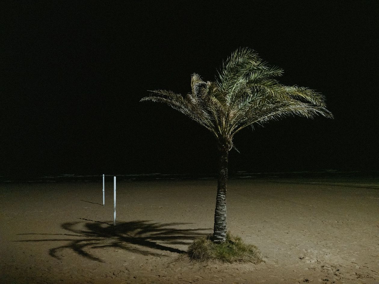 Palm tree on the beach at night in Spain