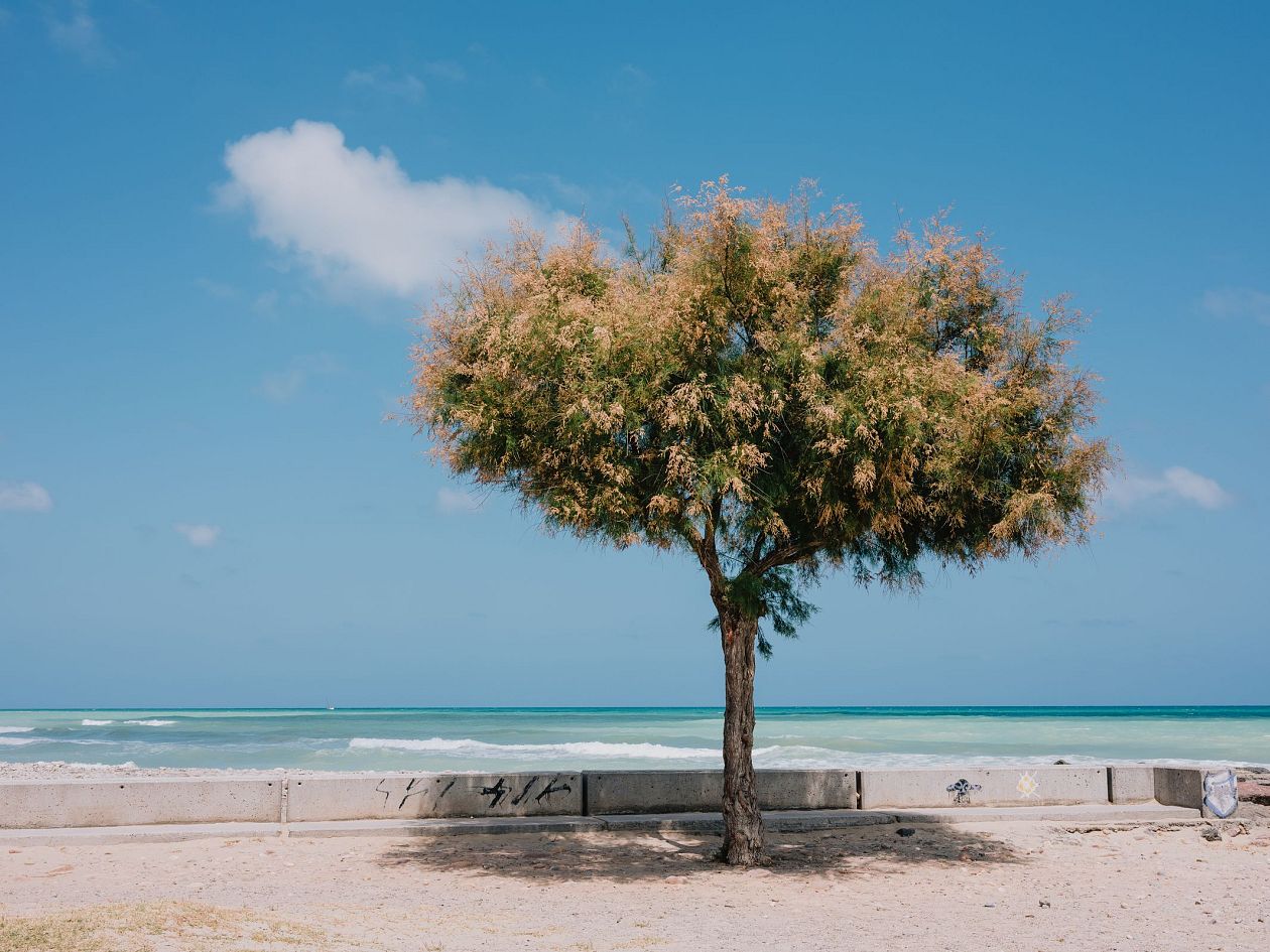 Tree on the beach with blue sky and white clouds in summer day