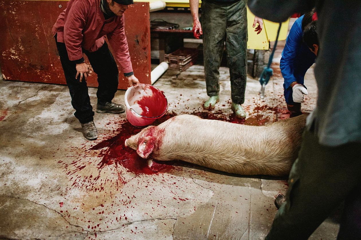 a winegrower harvesting pig's blood during the feast of Saint Vincent
