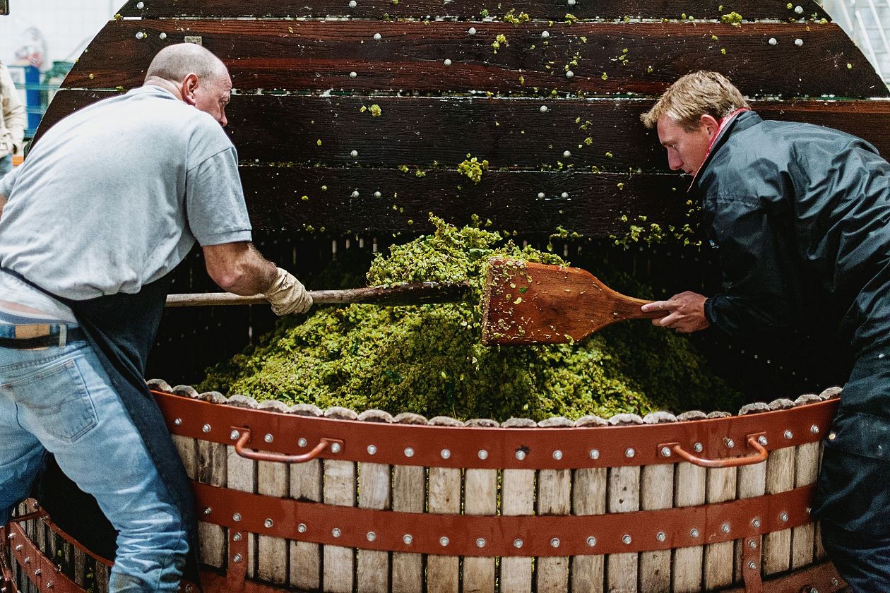 Workers pour wine grappes into a wooden barrel.